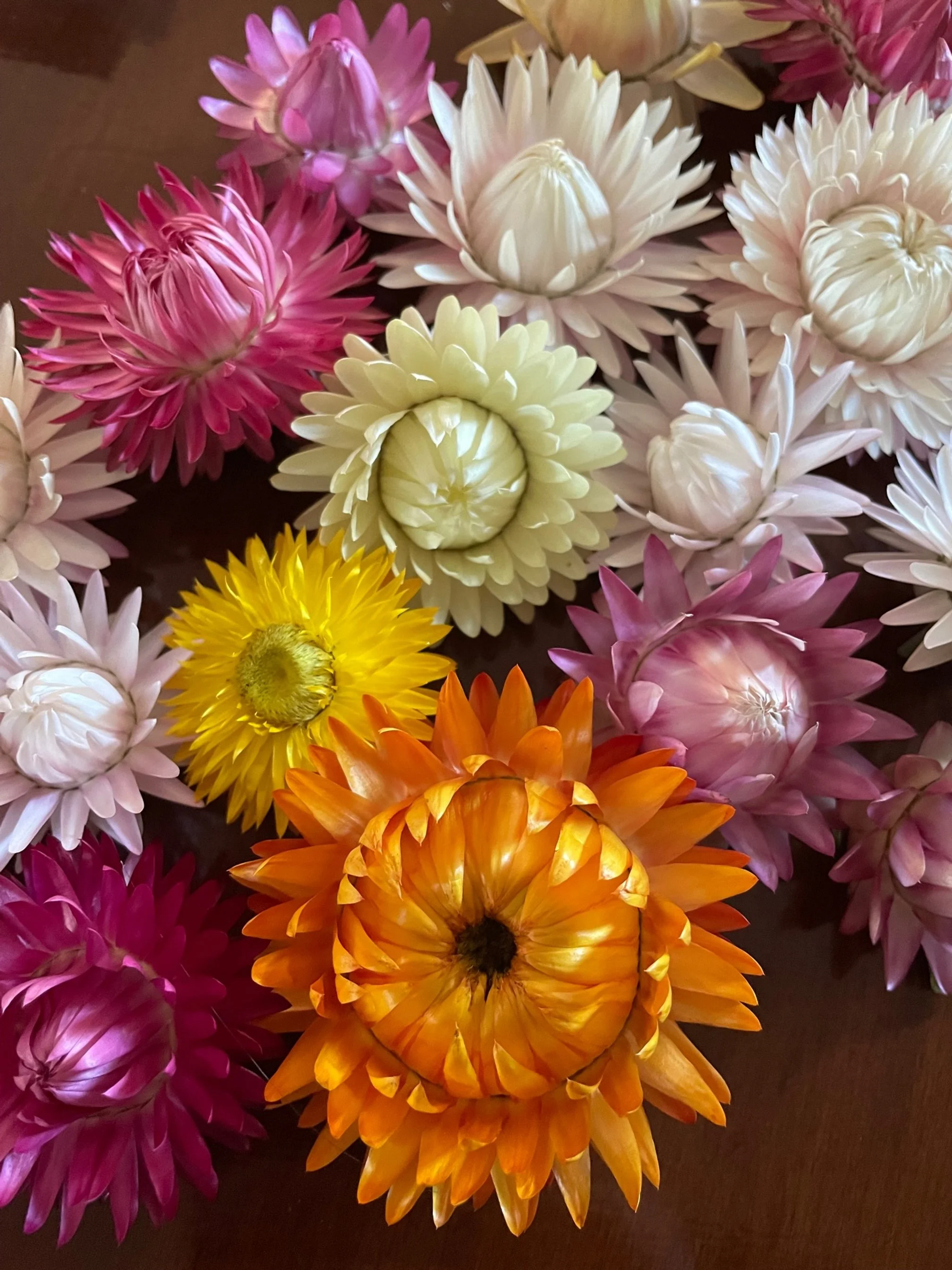 Strawflower – Tall Double Mix