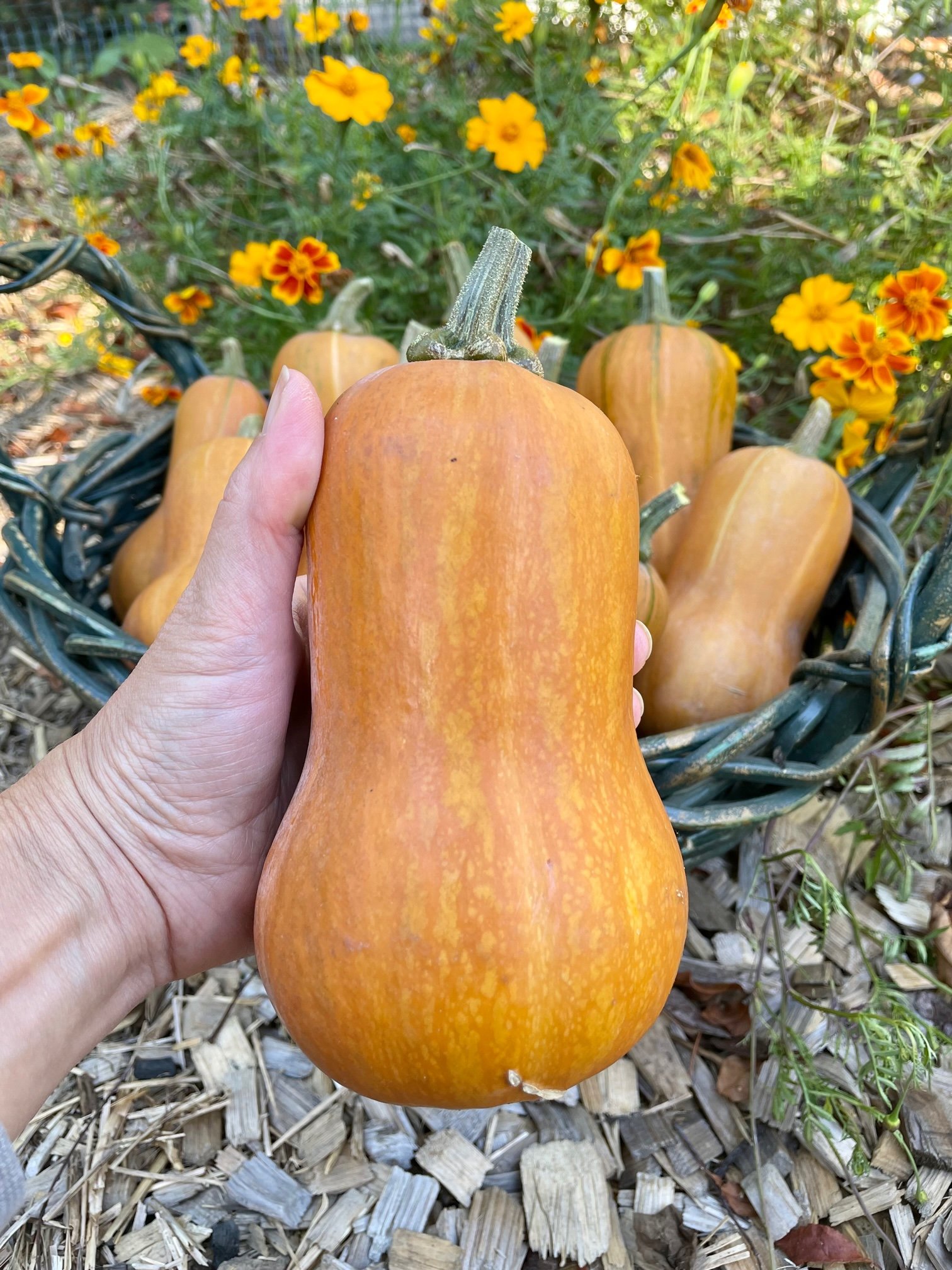 Honeynut Winter Squash