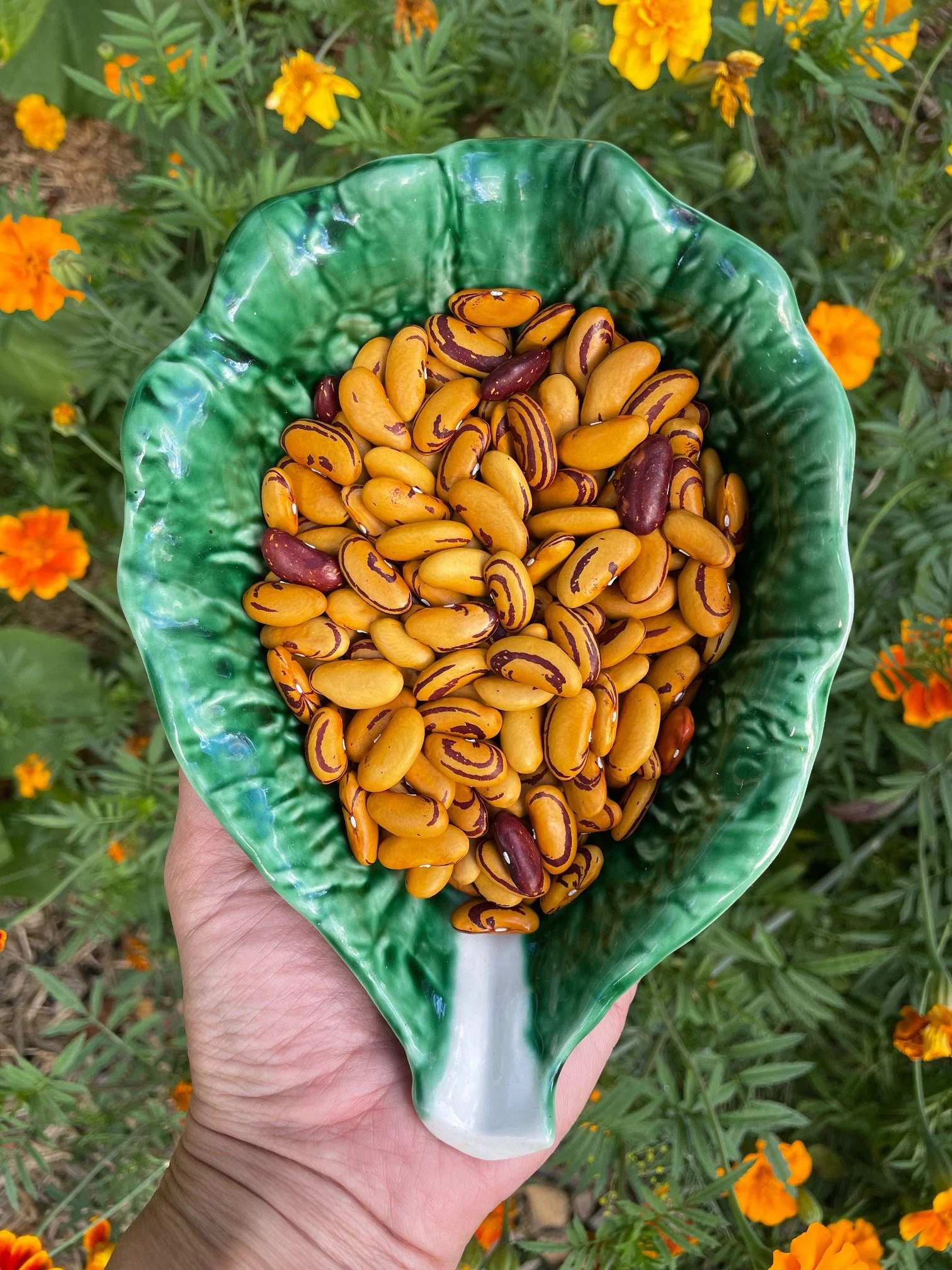 Tiger’s Eye Bush Bean