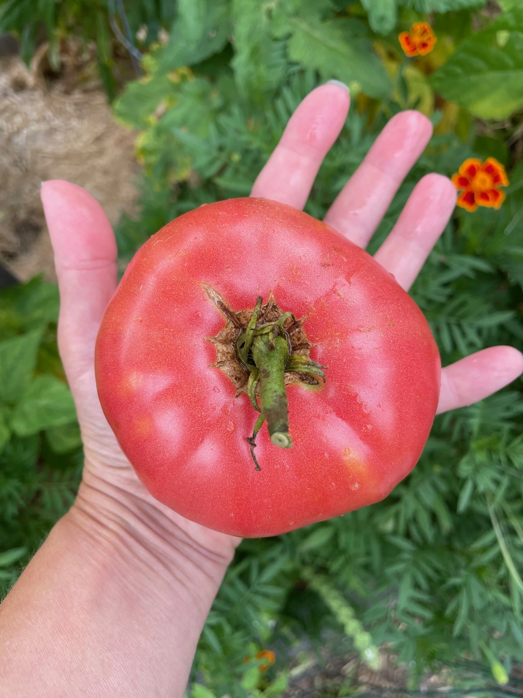 German Johnson Tomato