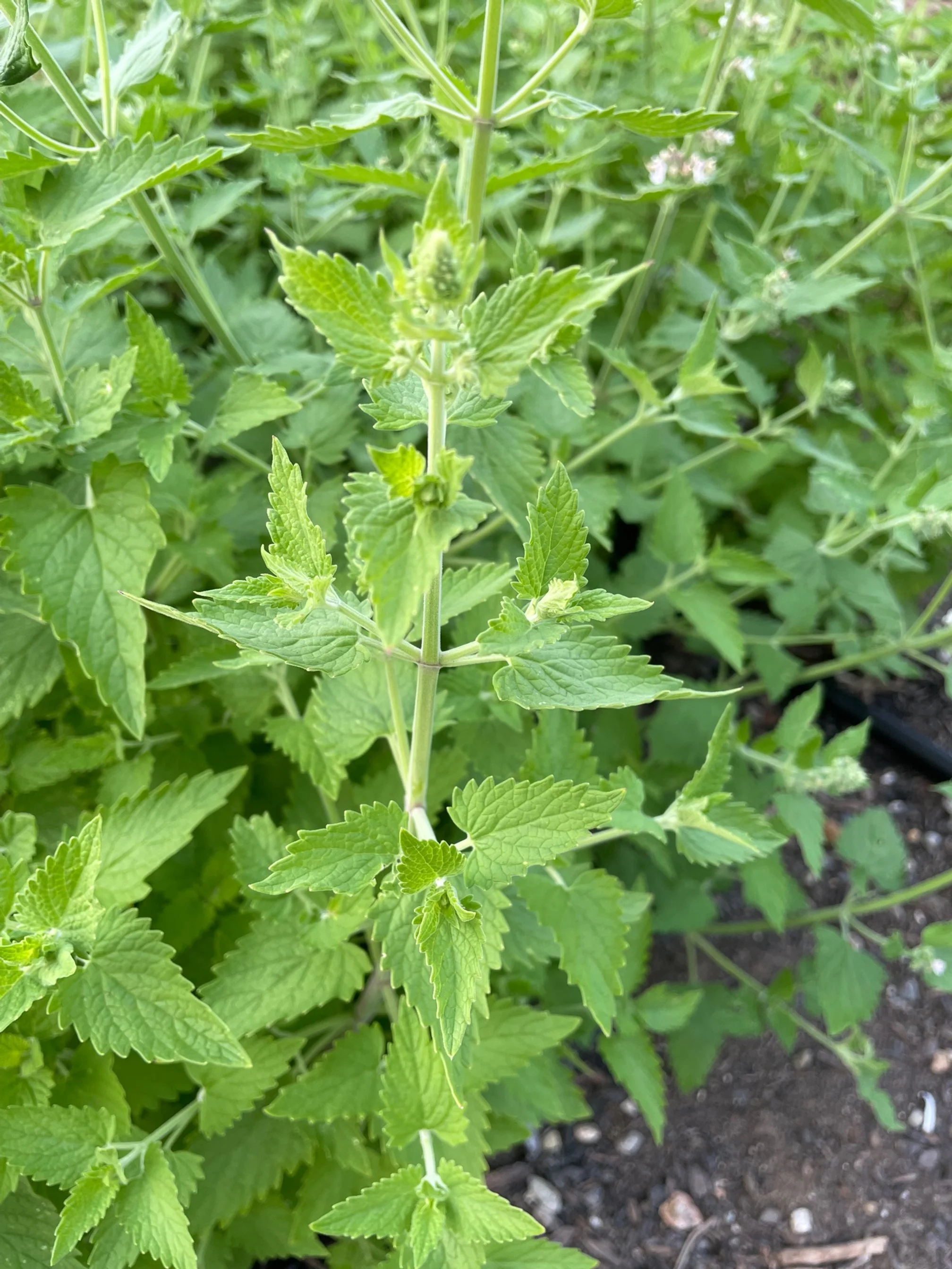 Catnip Herb