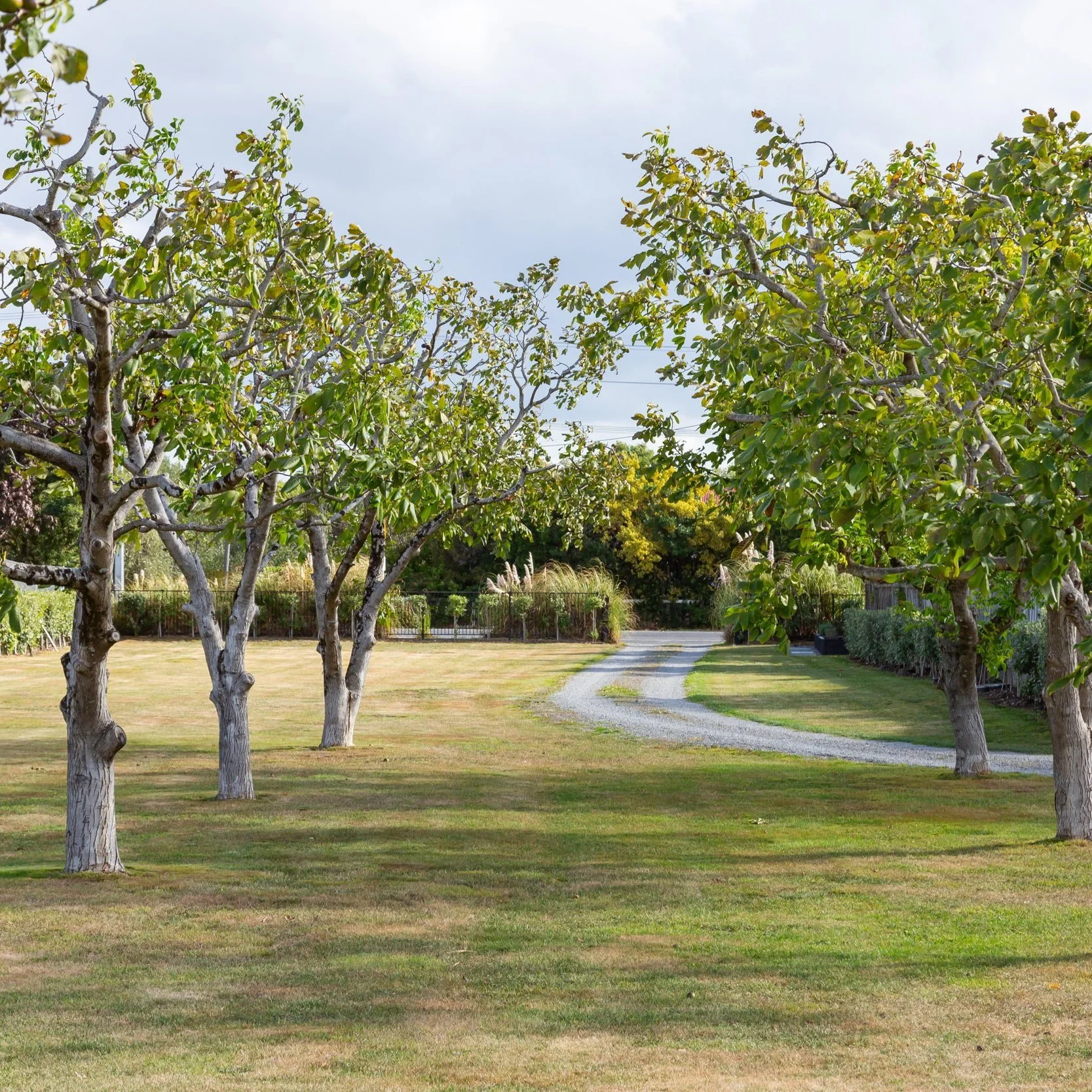 A stone driveway curving through a grassy lawn, dappled with shade from several large trees. Great for weekend stays, small weddings, post wedding events, group gatherings, celebrations and holidays.