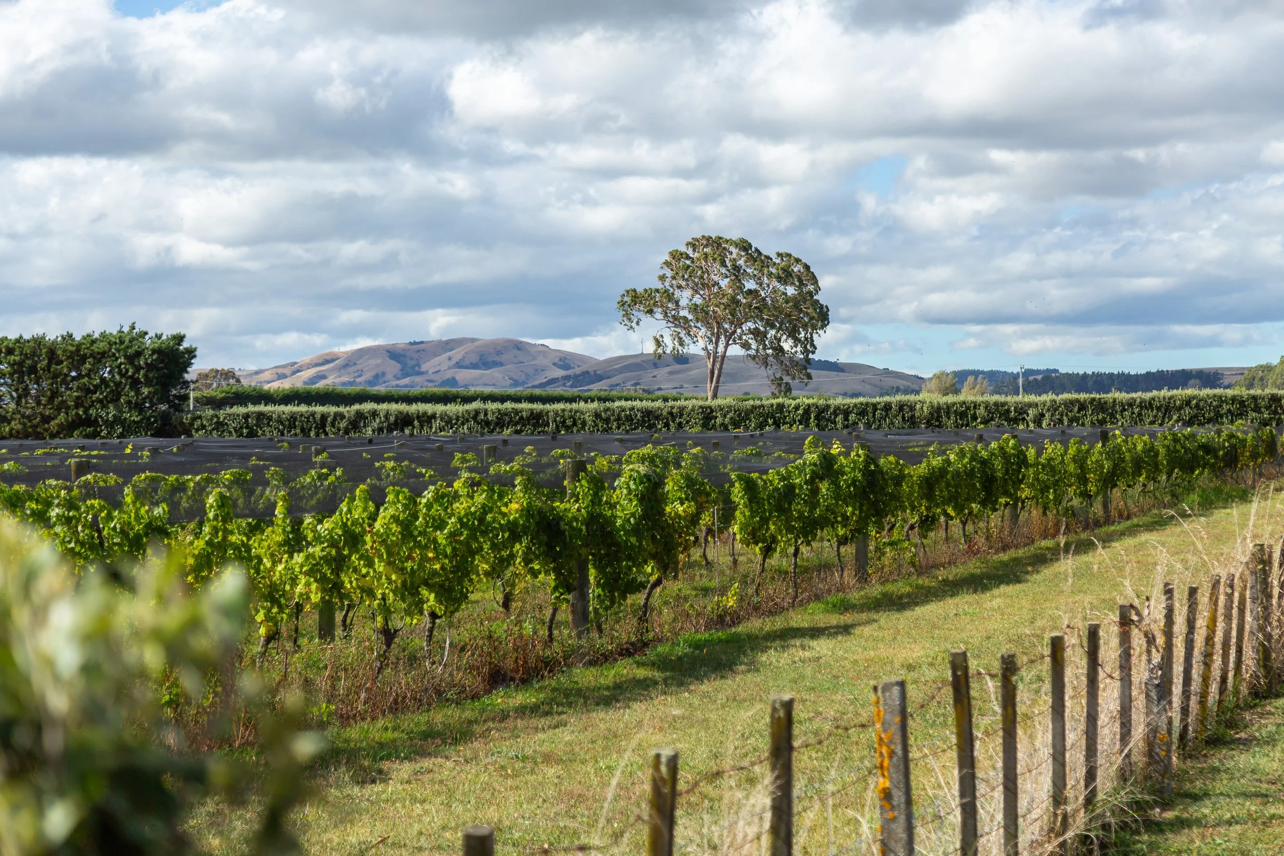 A landscape image with a luscious vineyard set against a stunning backdrop of green rolling hills and a blue sky dotted with clouds. Great for weekend stays, small weddings, post wedding events, group gatherings, celebrations and holidays.
