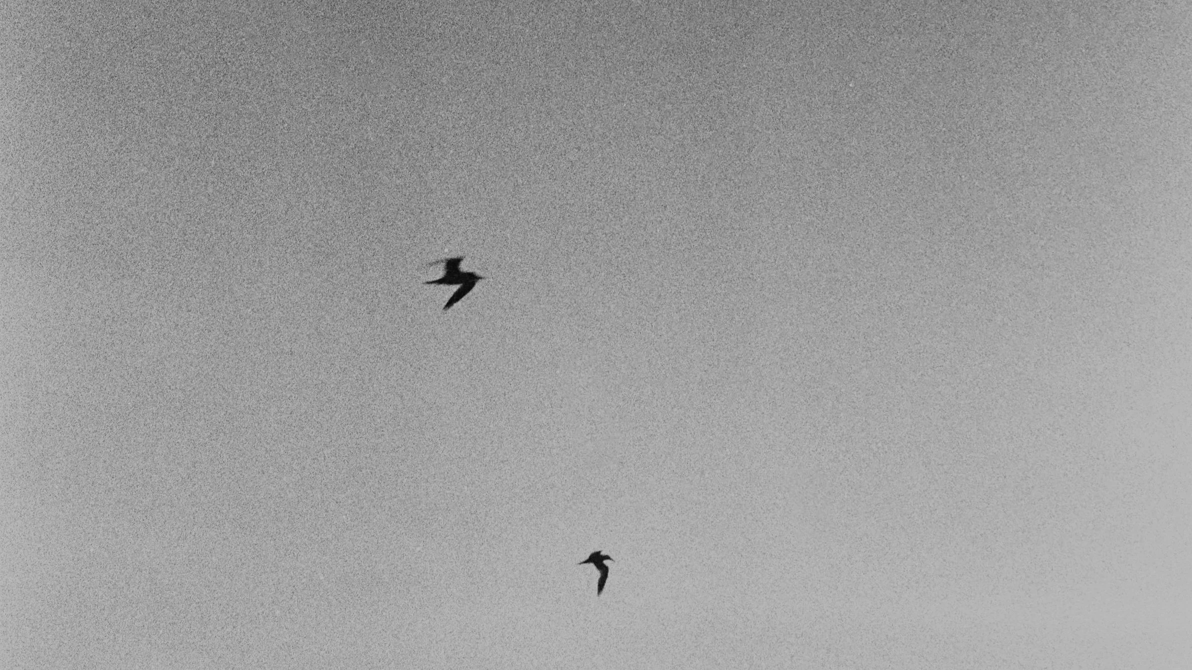 Dos aves volando en el cielo.