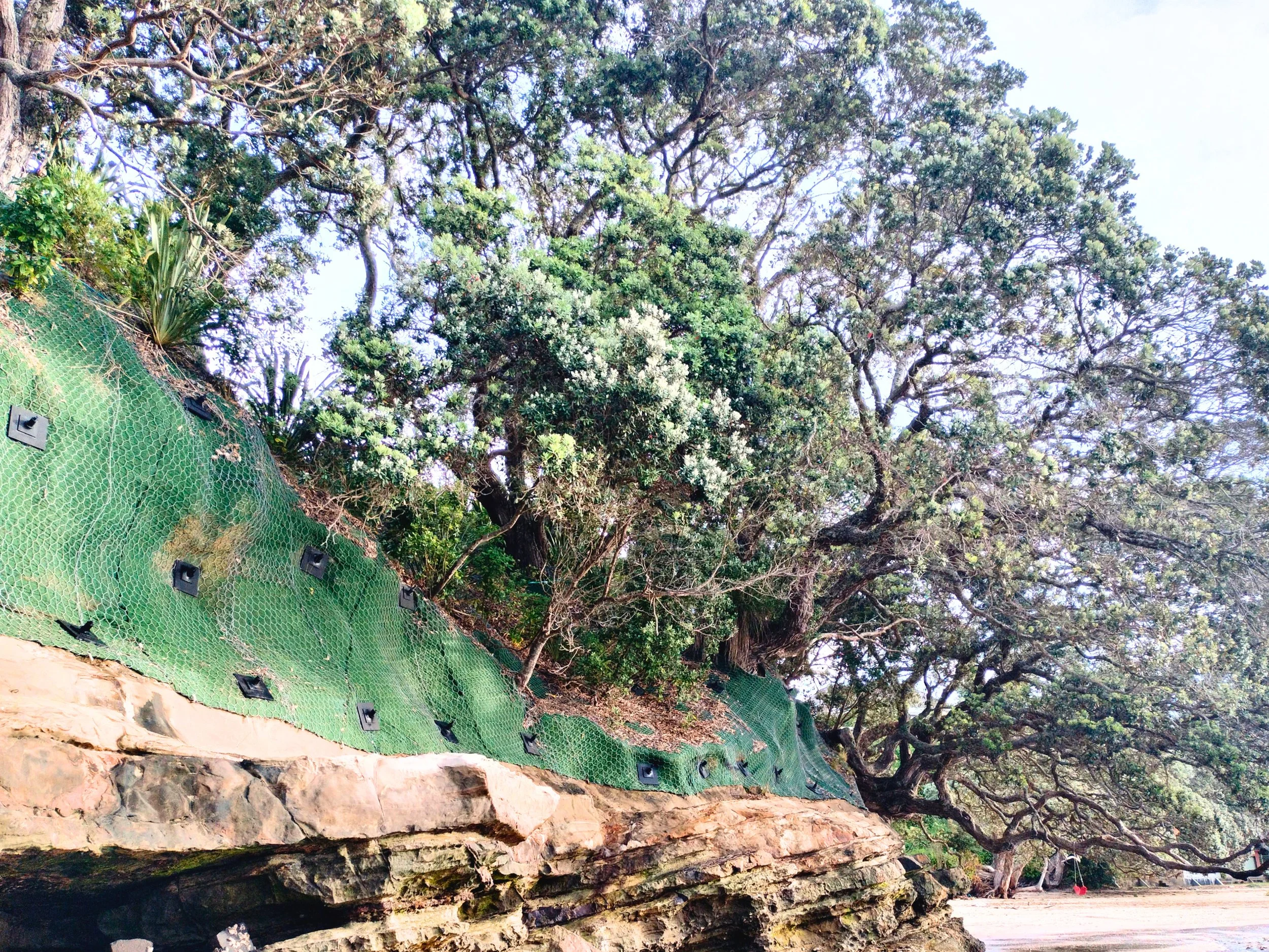 The Wood Wide Web of Human Belonging: Understanding Migration Through Forest Ecology