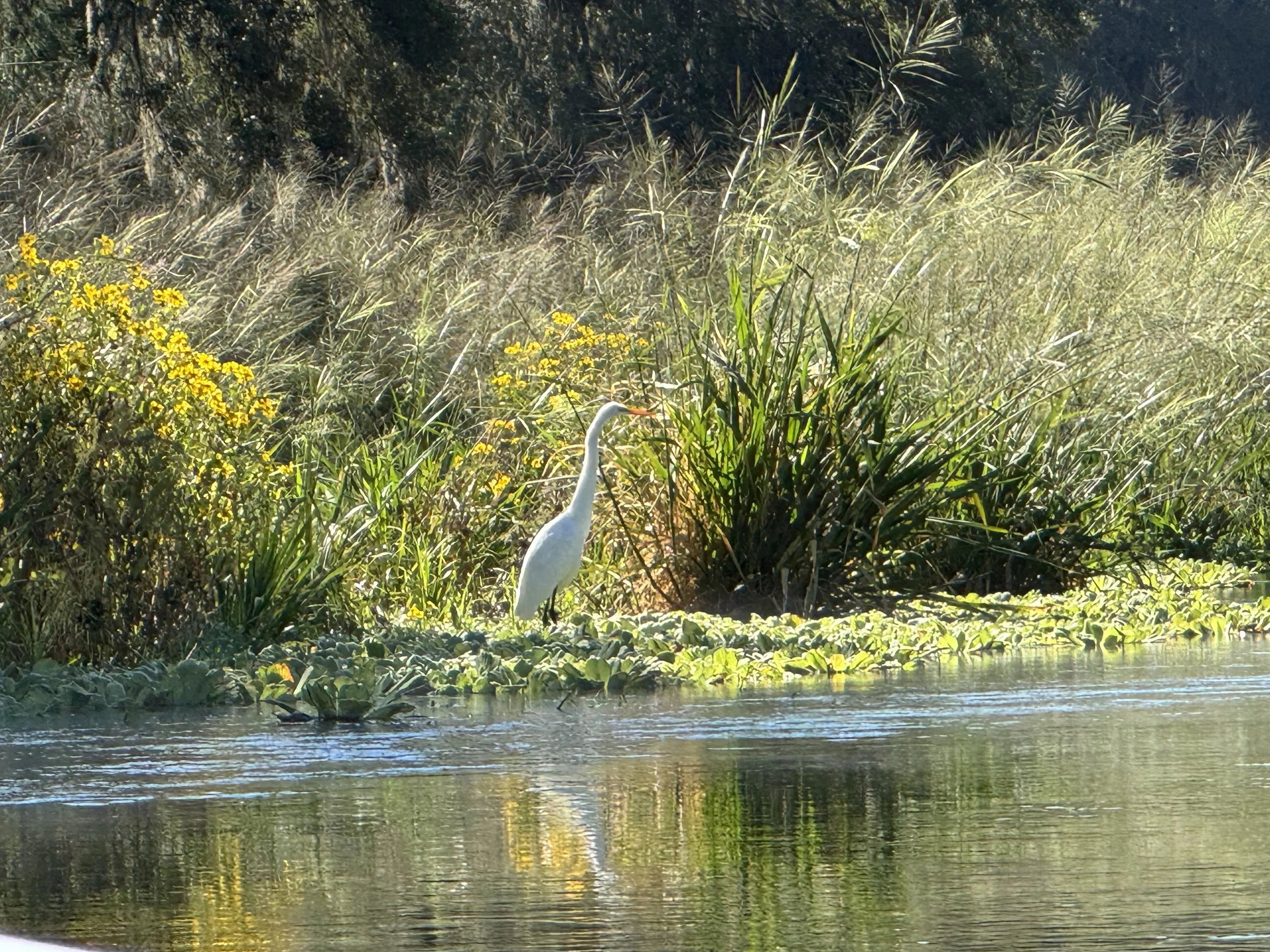 A white heron standing in a marshy area with aquatic plants, yellow flowers, tall grasses, and water, with a background of dense vegetation.