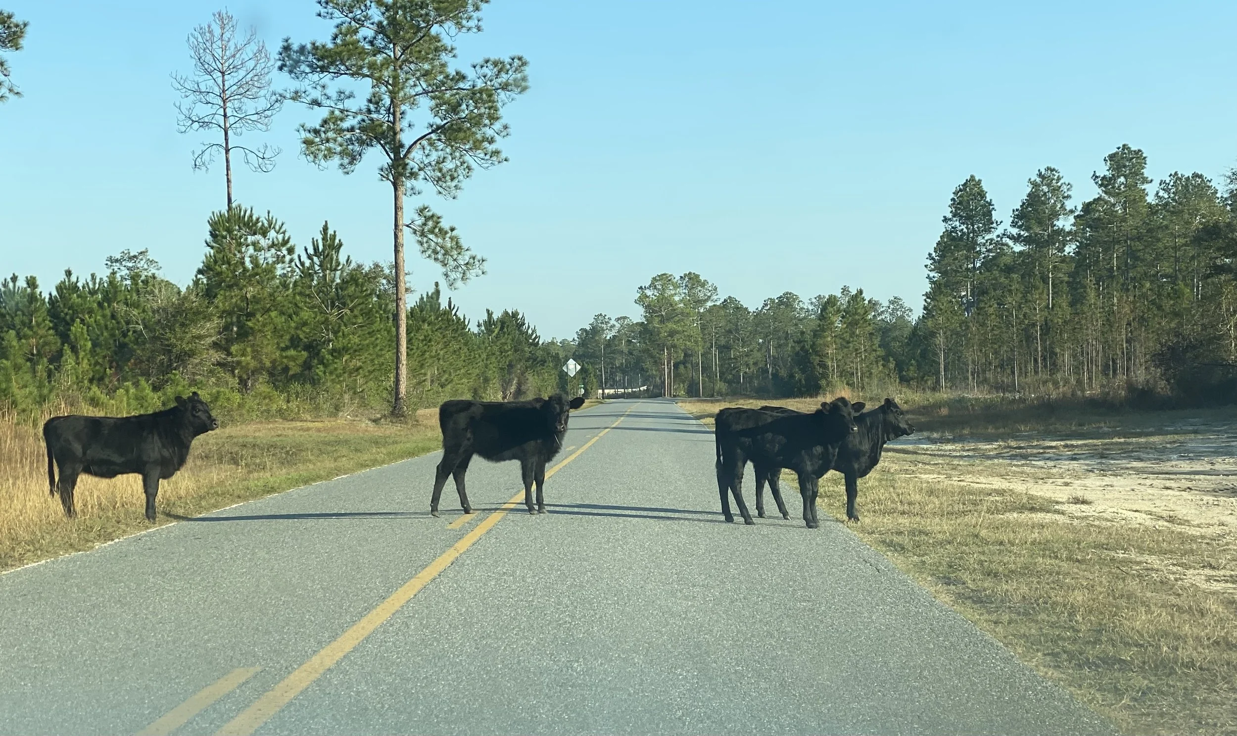 Four black cows standing in the middle of a two-lane road surrounded by trees and grass on a sunny day.