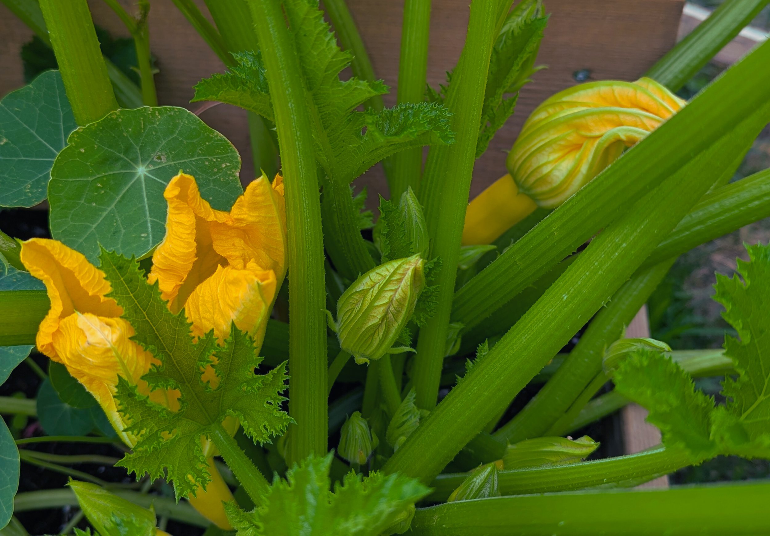 June squash flowers.jpg