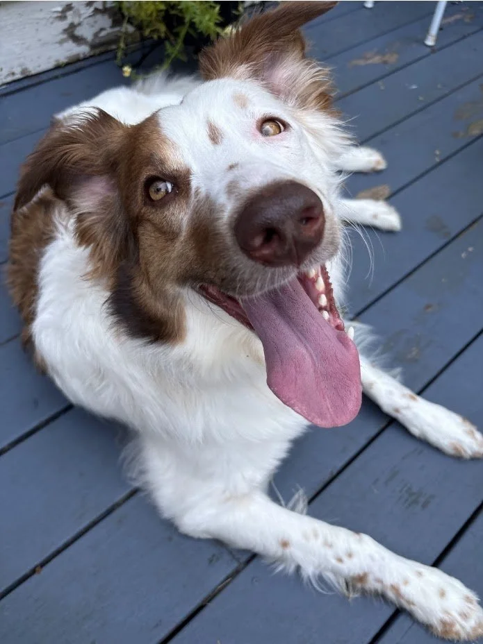 Close-up of a happy, smiling dog with a brown and white coat, standing in front of a blue background with paw print patterns.