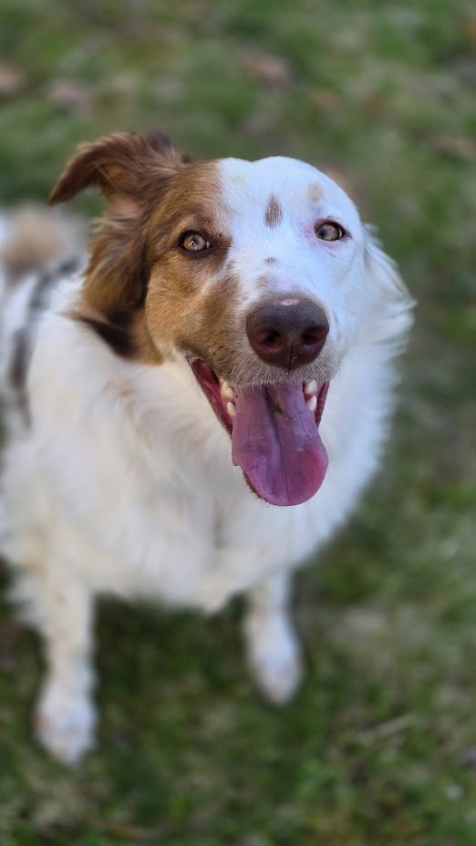 Close-up of a happy, smiling dog with a brown and white coat, standing in front of a blue background with paw print patterns.