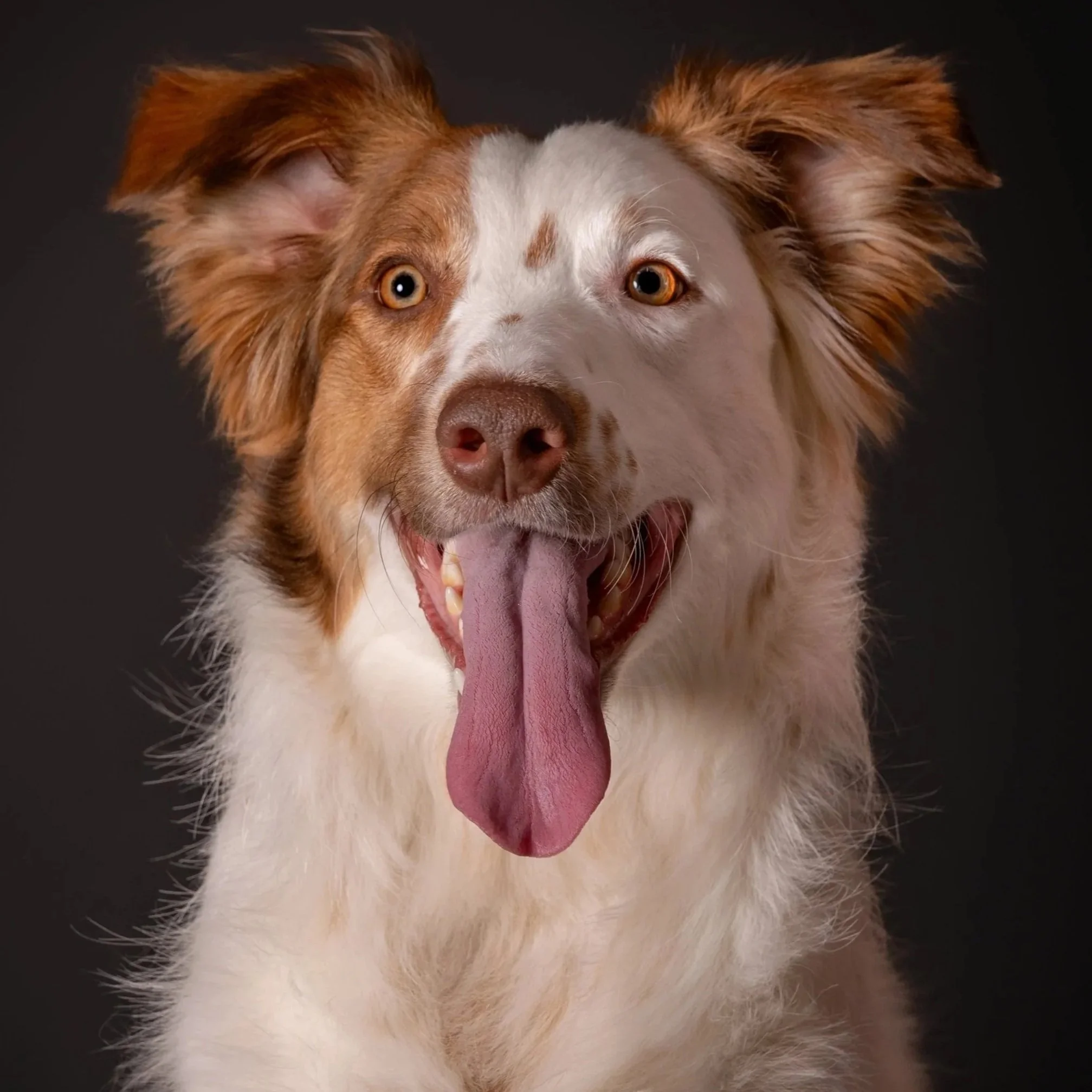 Close-up of a happy, smiling dog with a brown and white coat, standing in front of a blue background with paw print patterns.