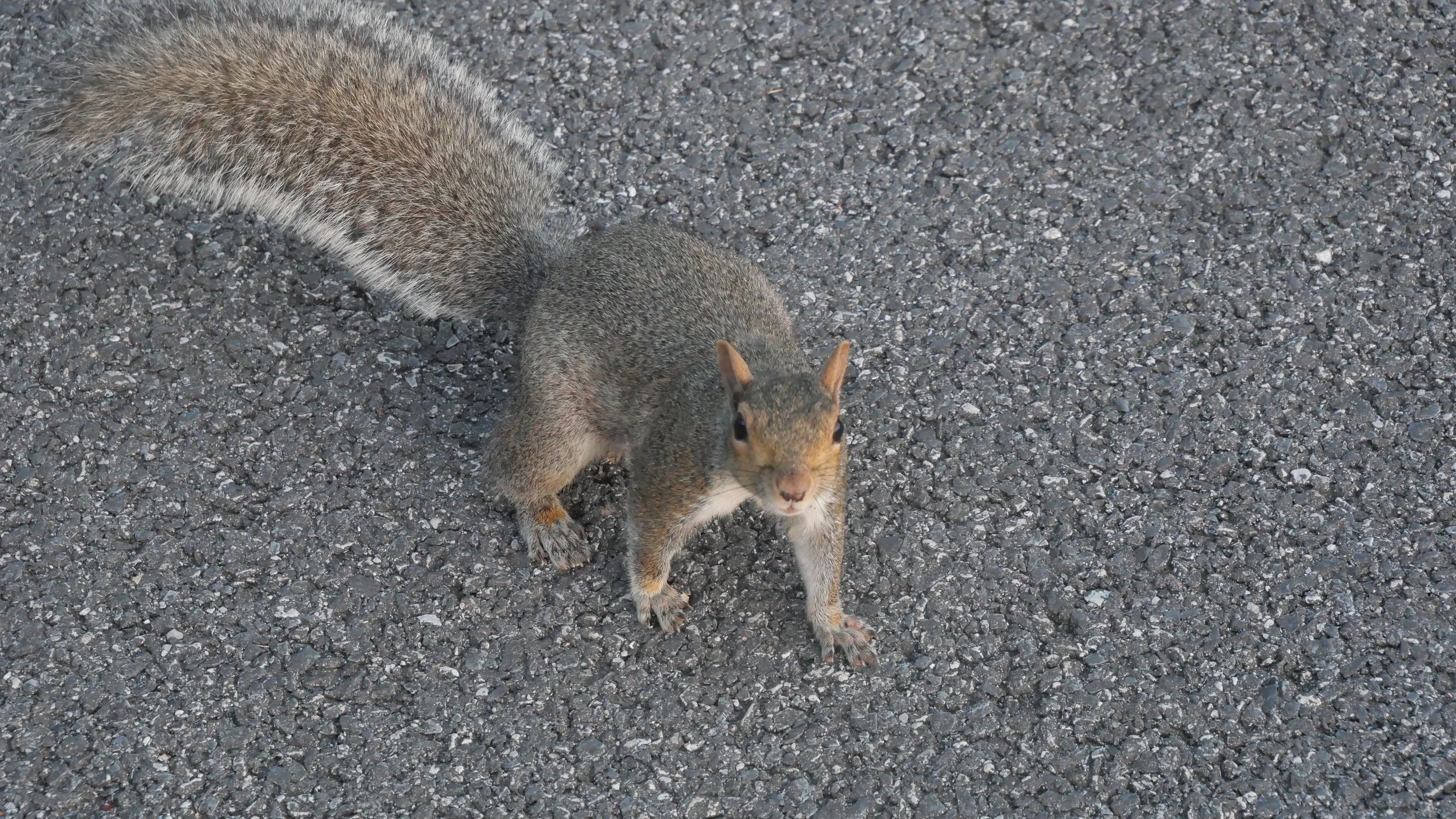 Squirrel waiting for peanuts 