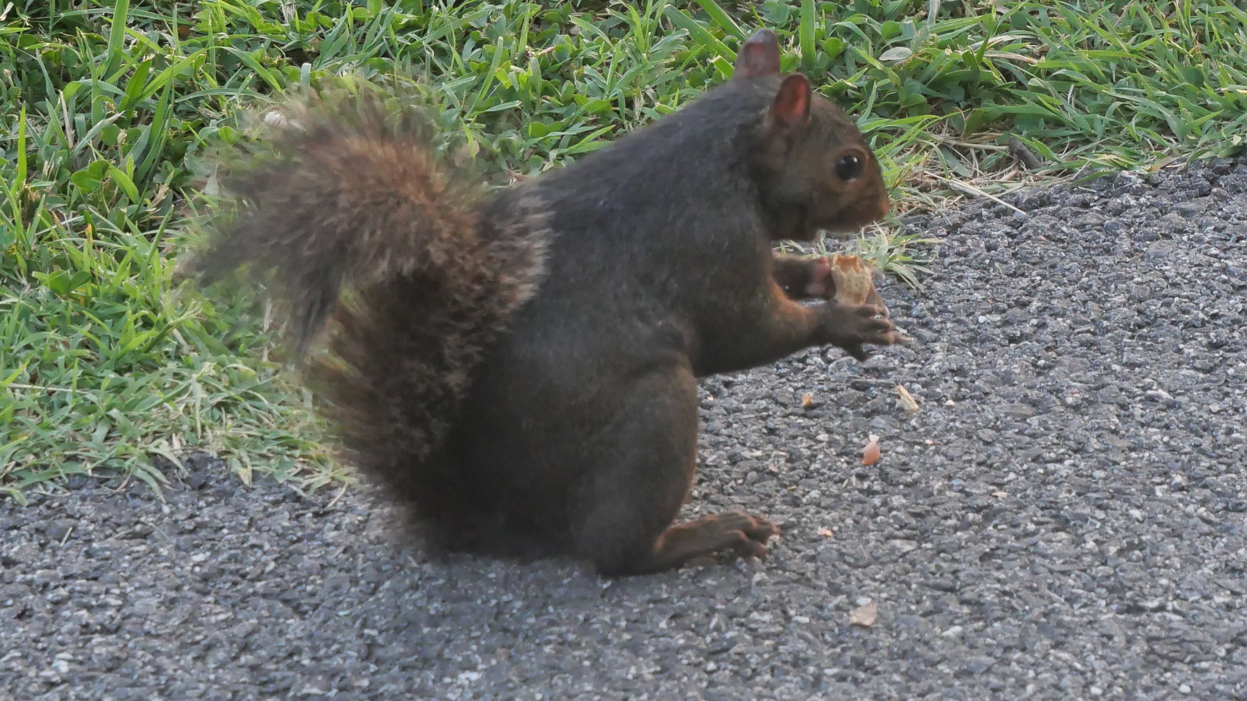 Chocolate Squirrel at Mariner Point Park 