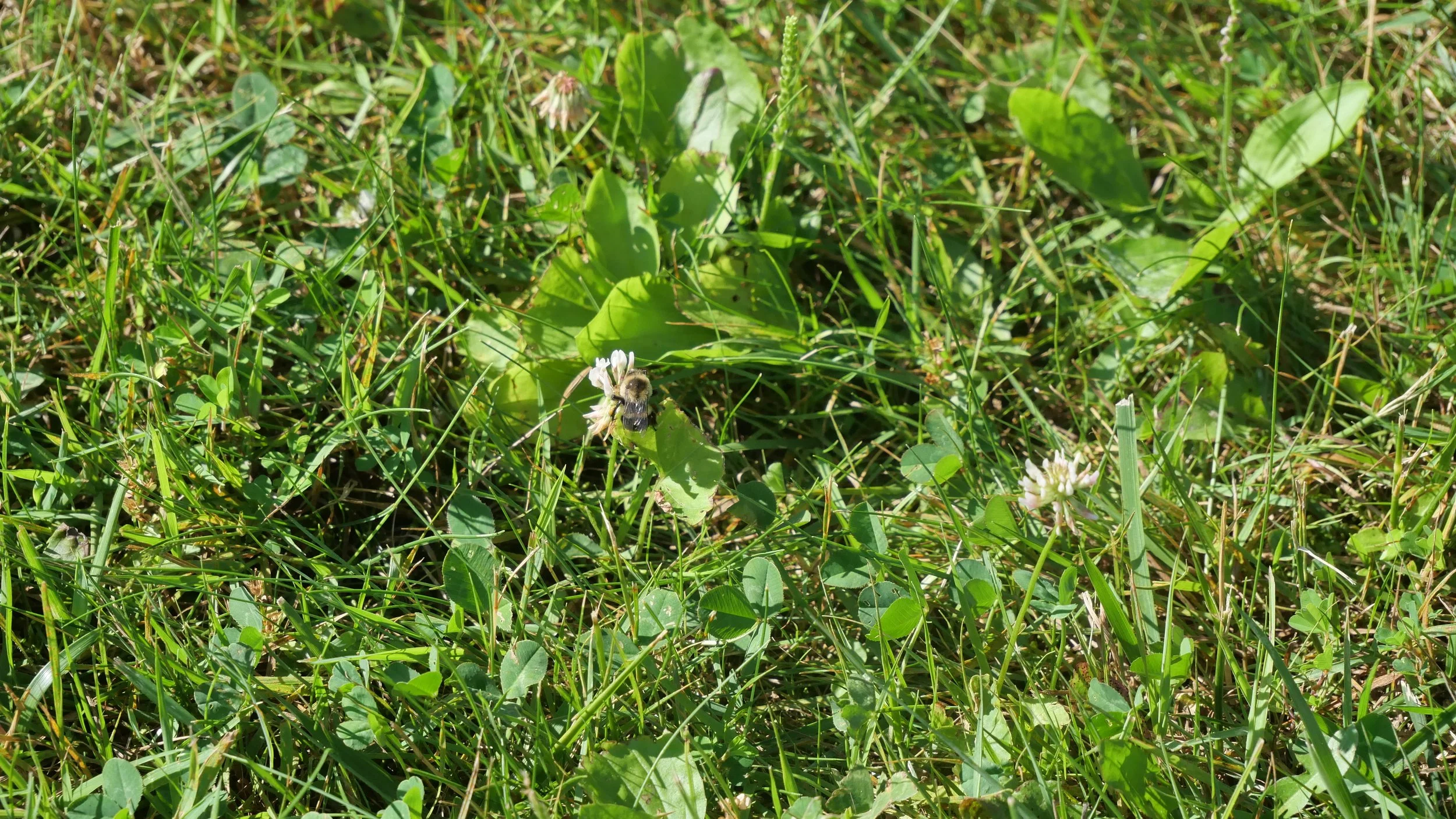 Chasing a bee