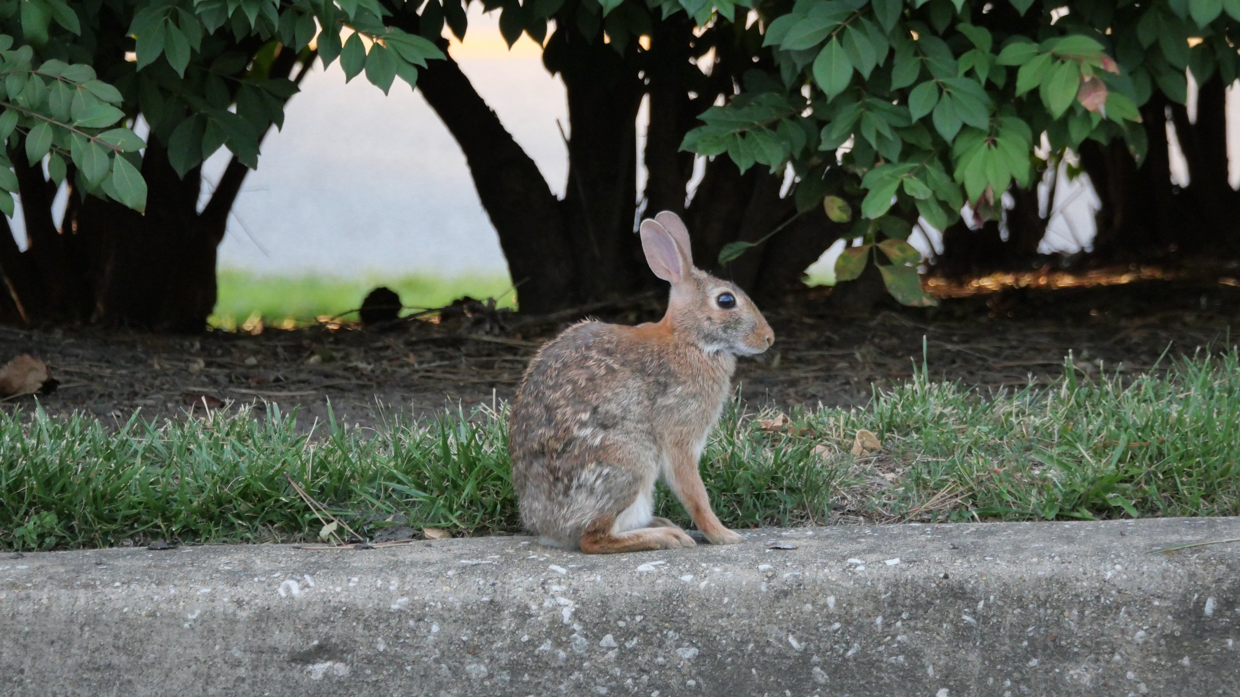 Rabbit or Hare?