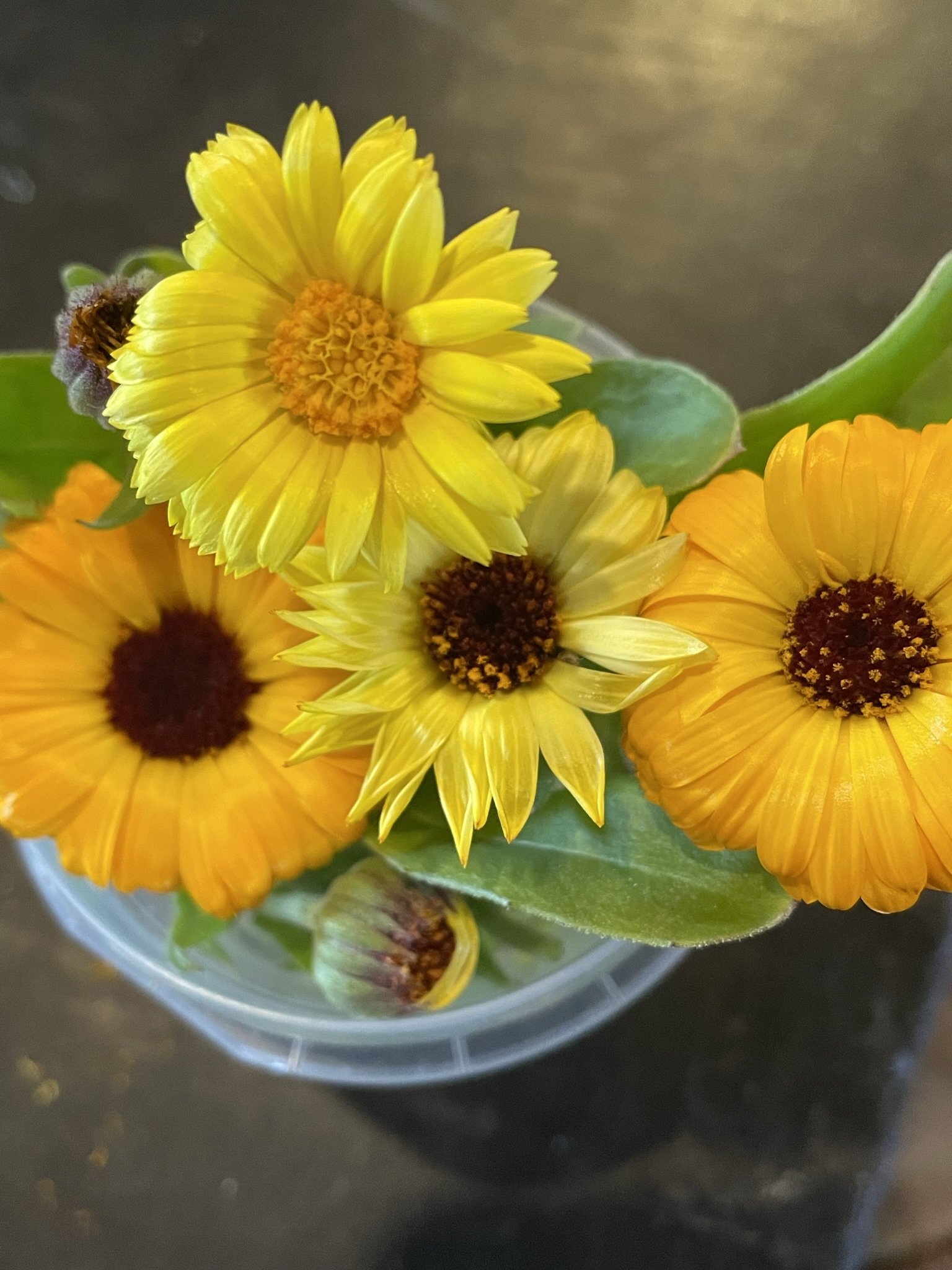 Bluff Babe Calendula Flower