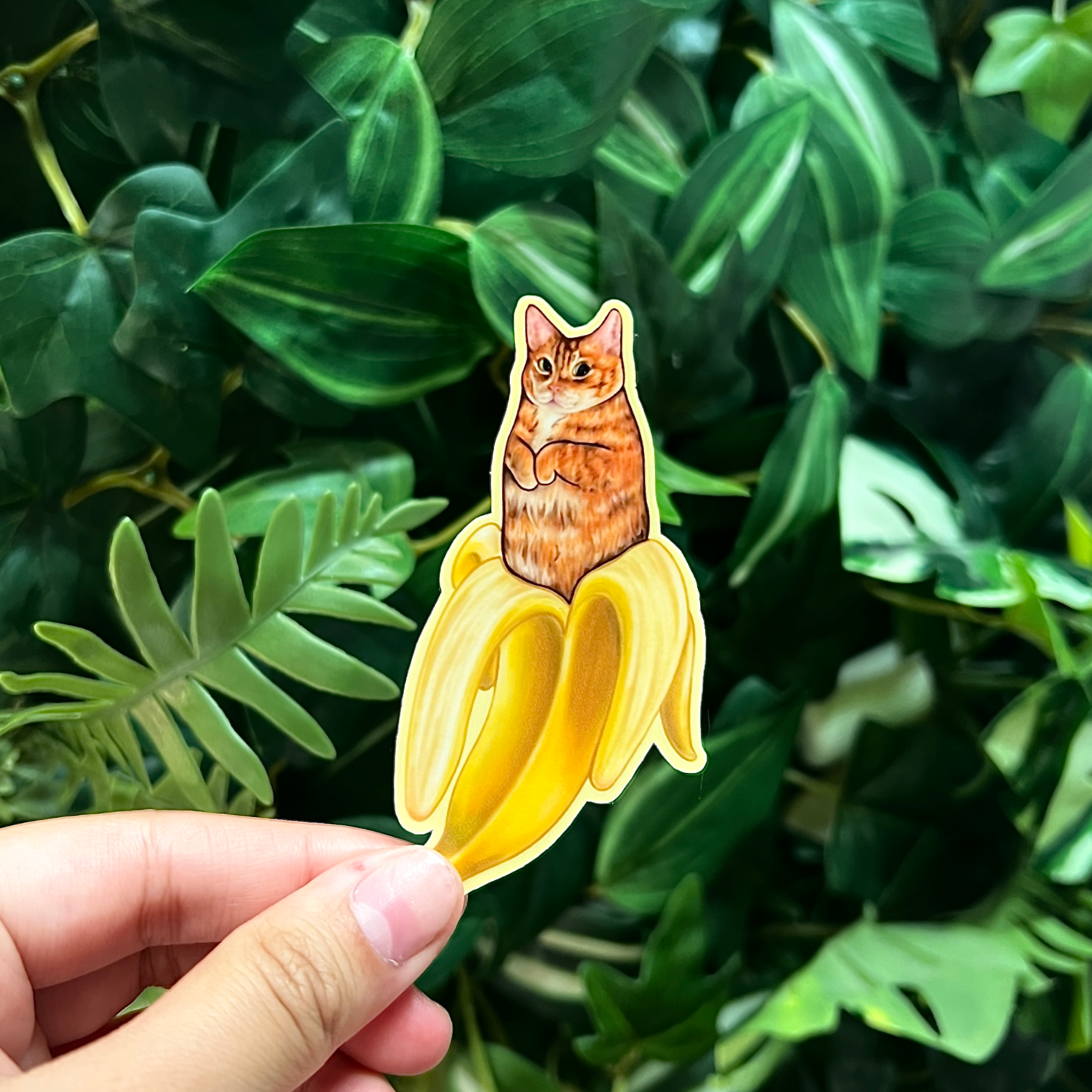 Catnana