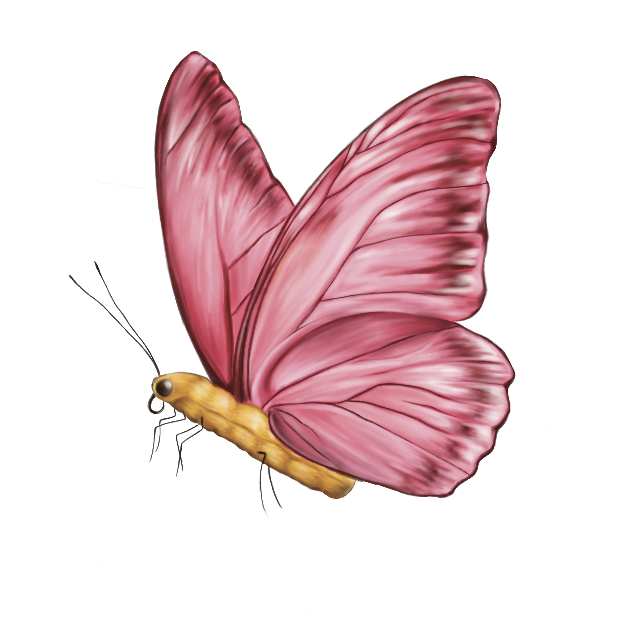 BUTTERFRY.png