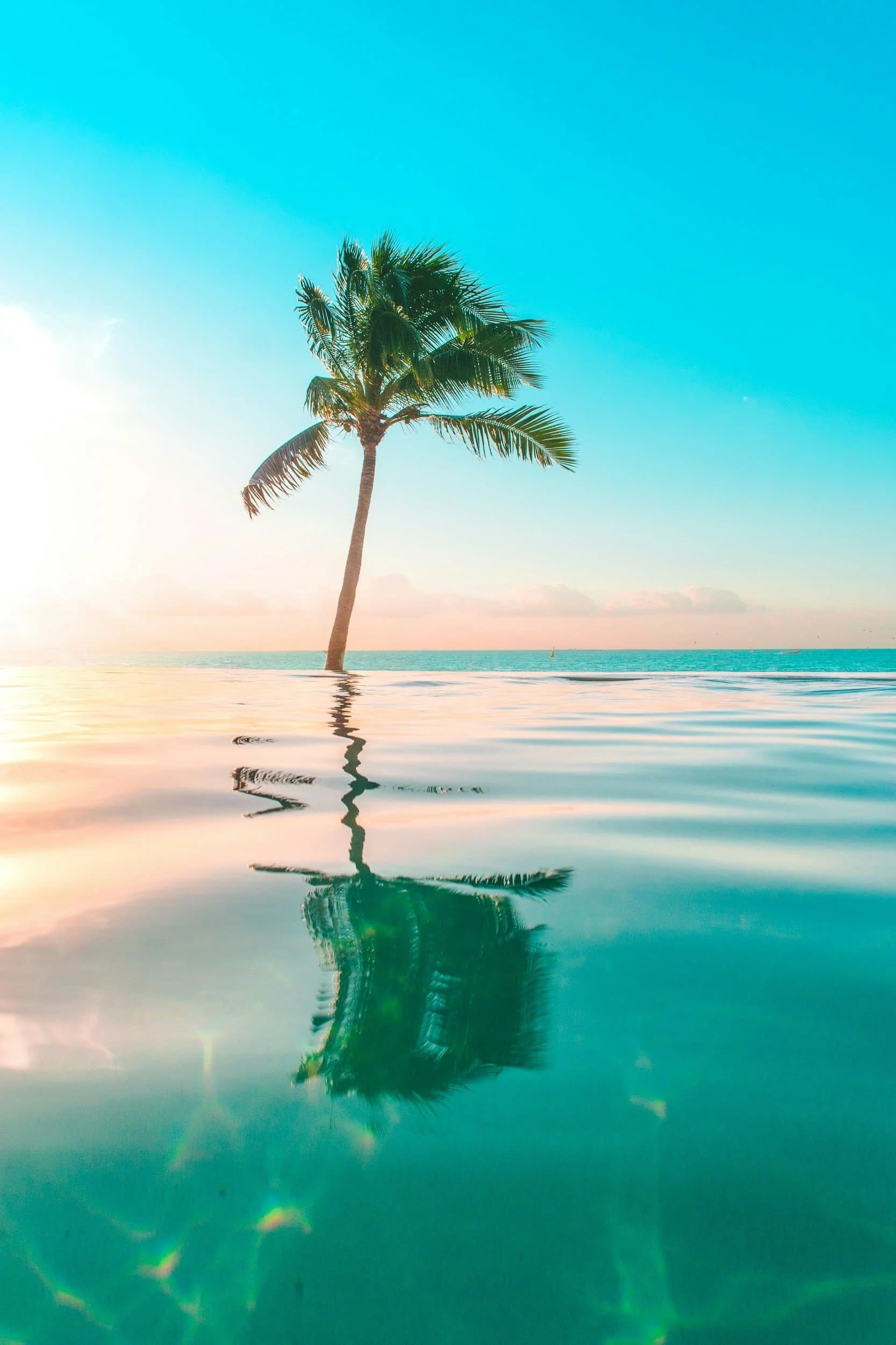 Ocean water with palm tree at sunset for calming telehealth psychotherapy for adults by Dayna Northart in Virginia