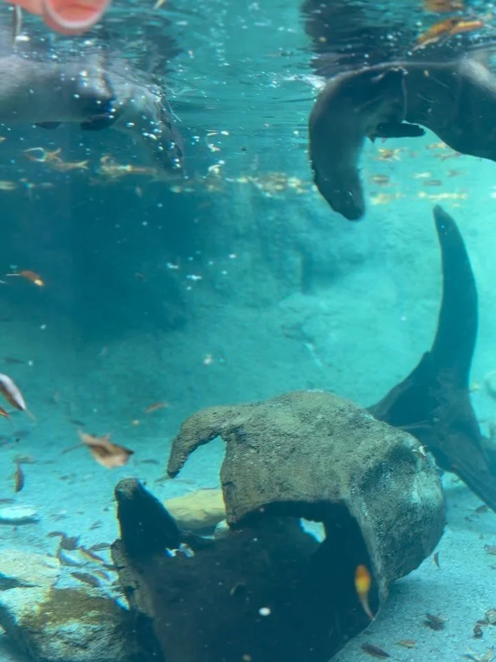 Grandfather Mountain isn&rsquo;t just about the Mile High Swinging Bridge (though that view is epic 🤩). Did you know you can also meet otters, black bears, eagles, and cougars at their environmental habitats? 🐾

We caught these playful otters swimm