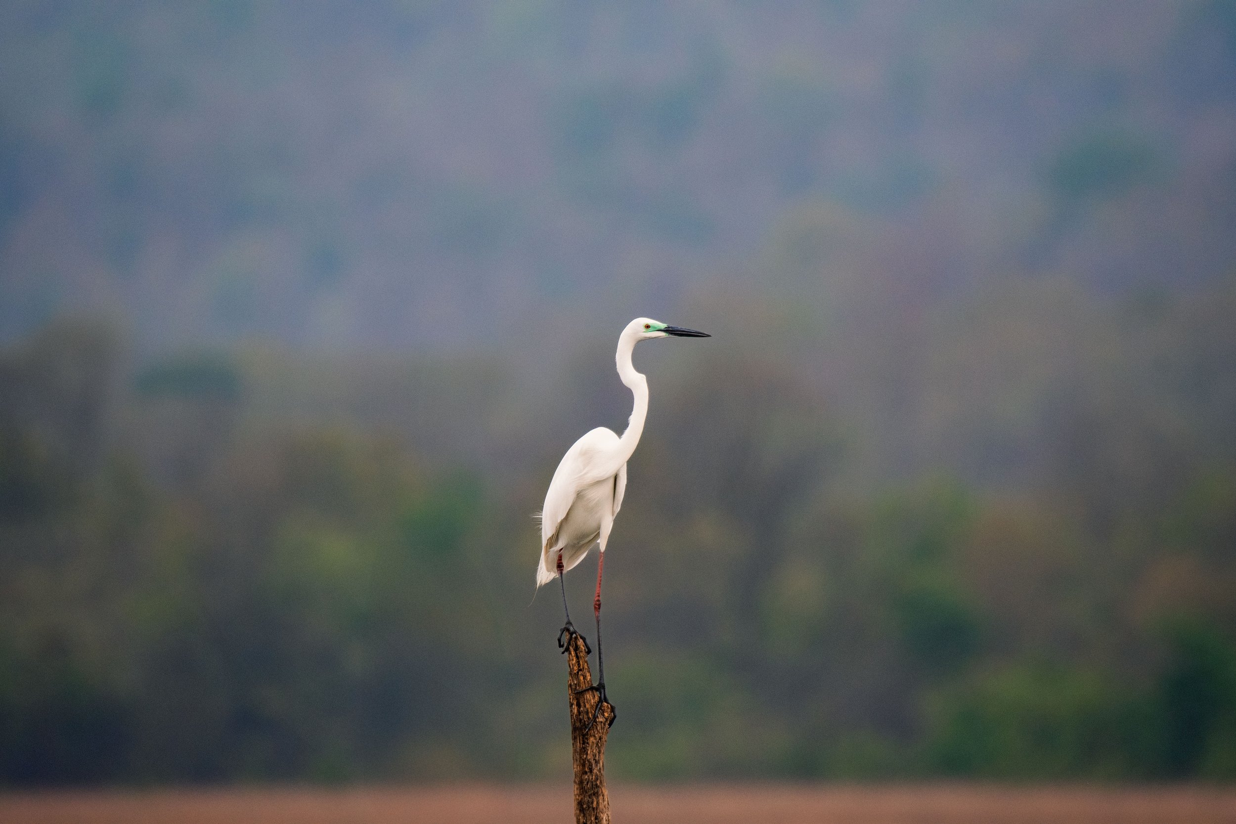 Egret-(2)-P.jpg