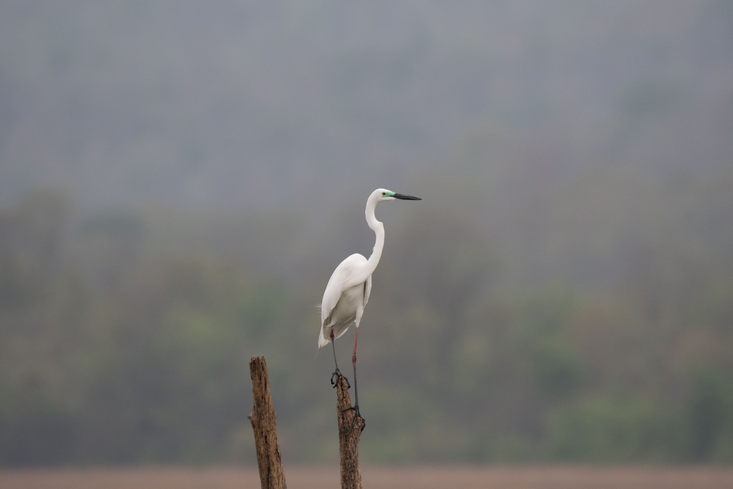 Egret-(2)-O.jpg