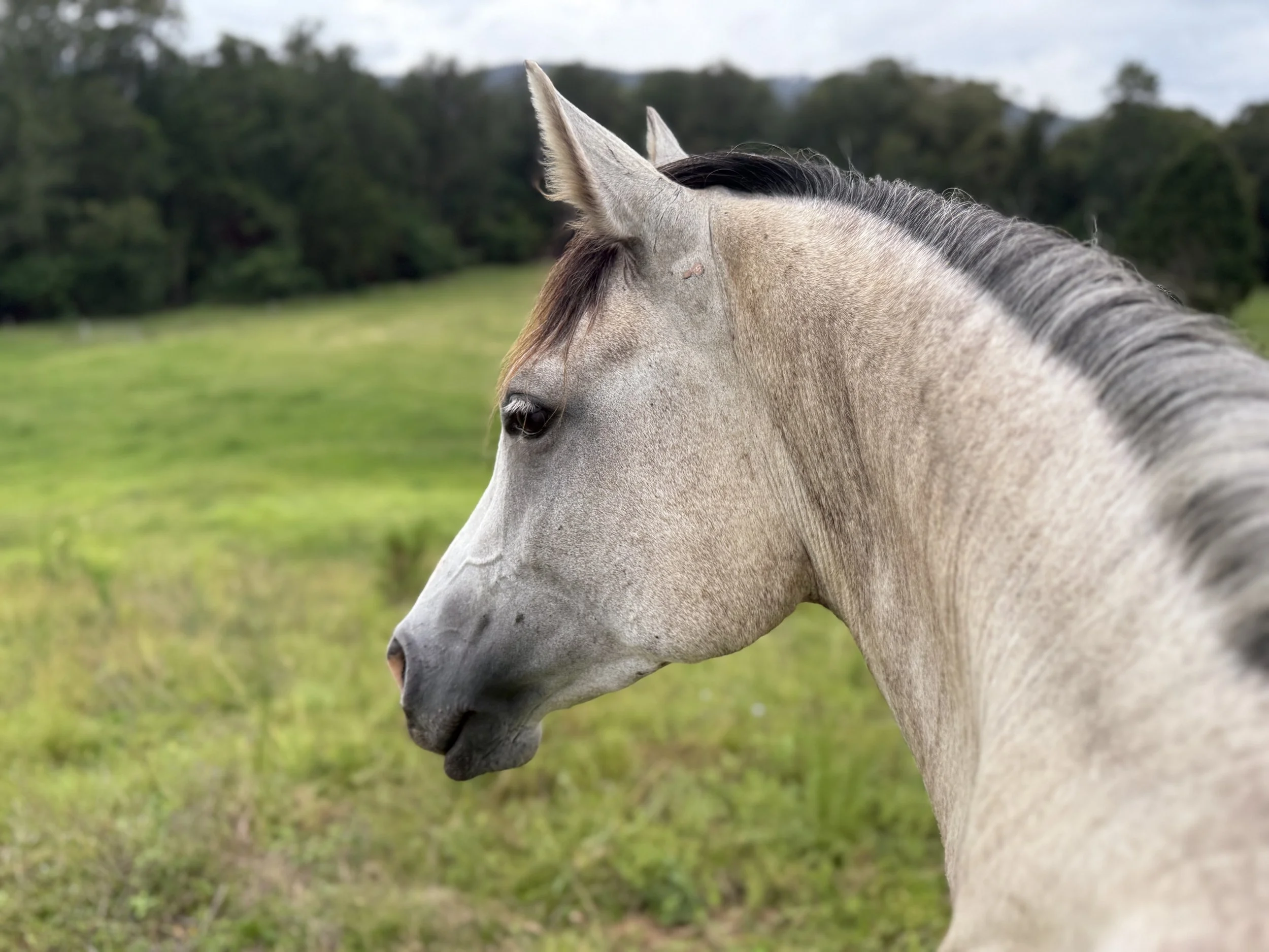 Ladies Wellness Morning & Horse Ride