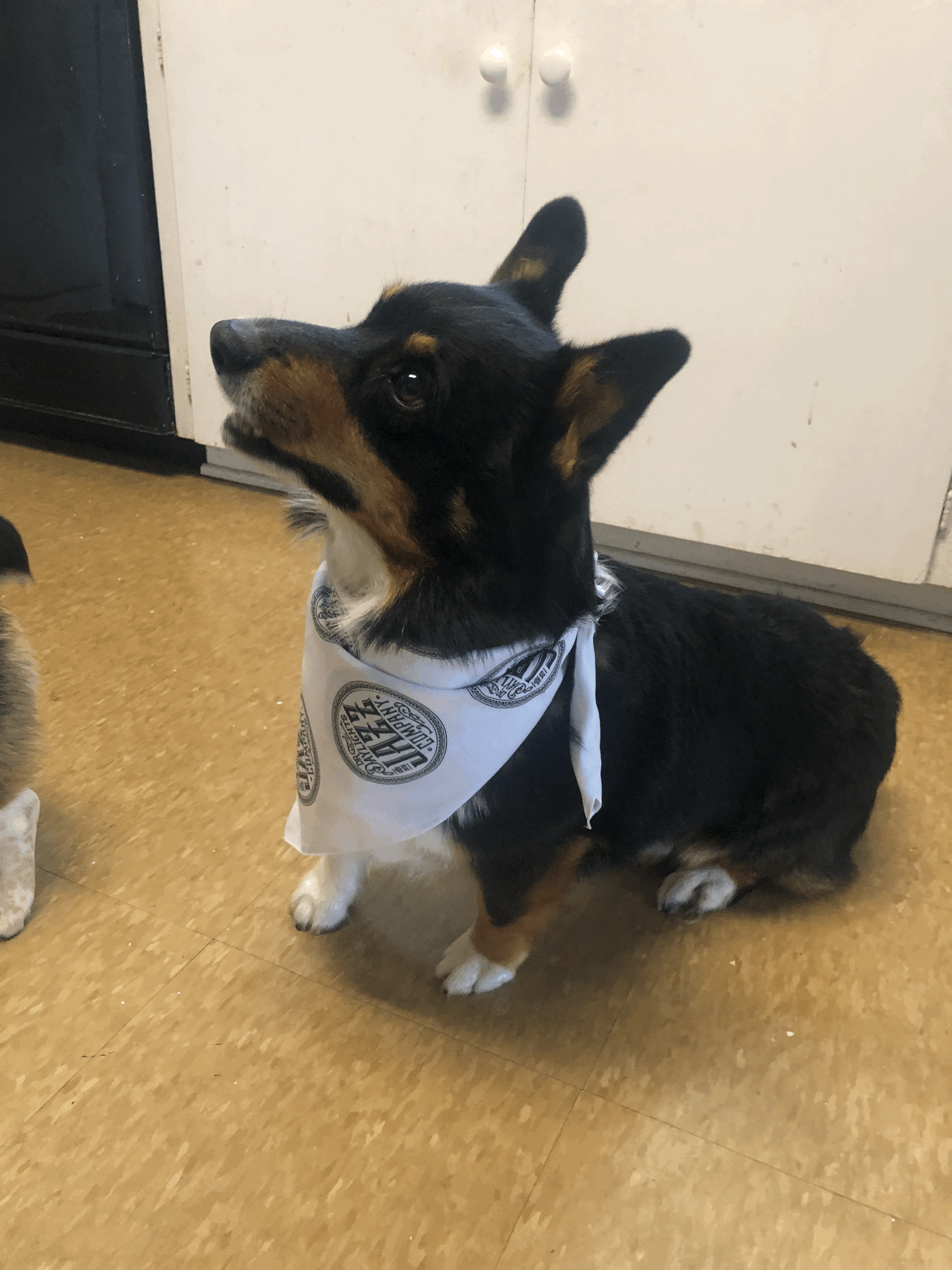 Second Line Bandana