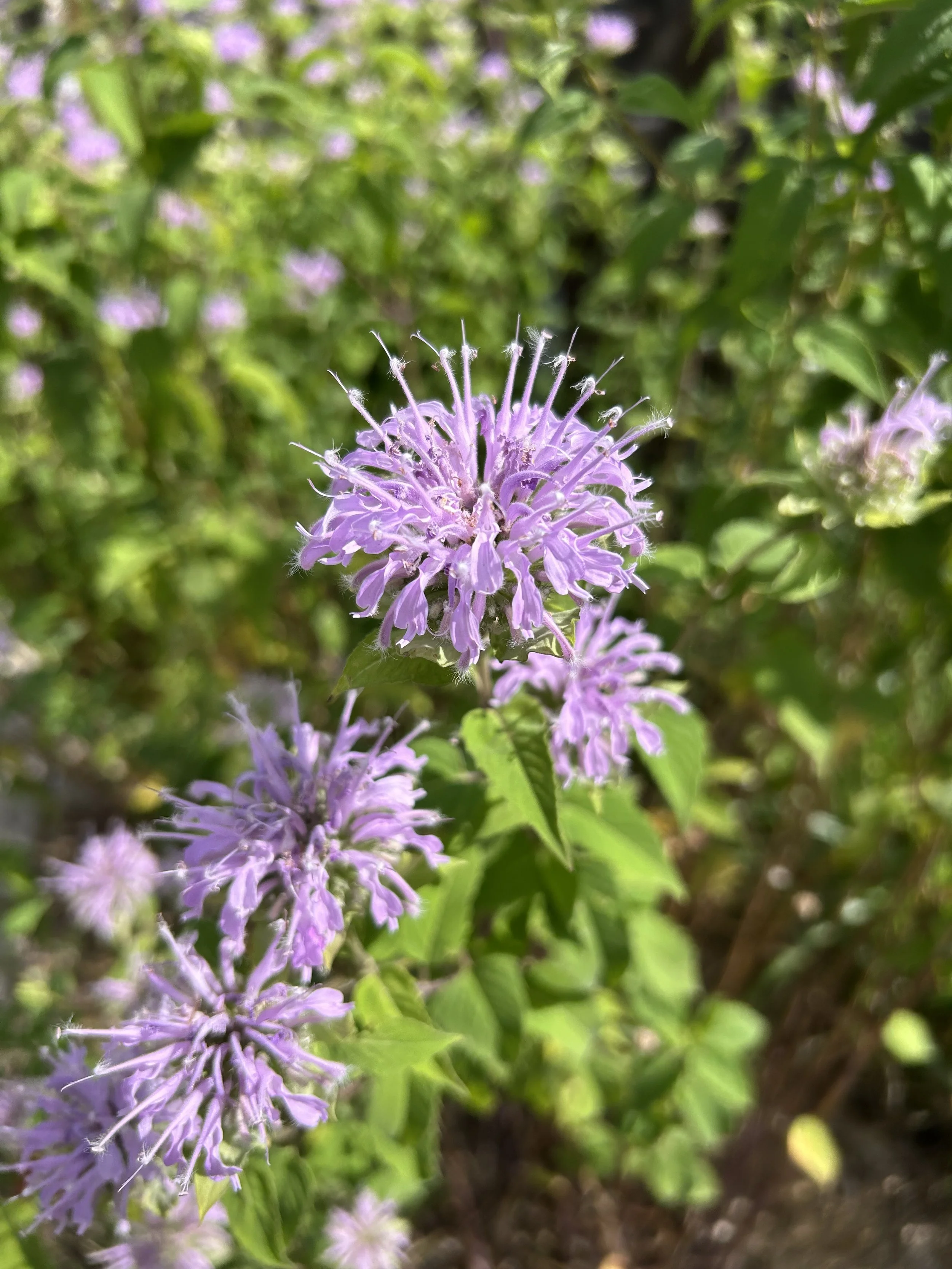 Close-up of purple flowers with green leaves in the background.
