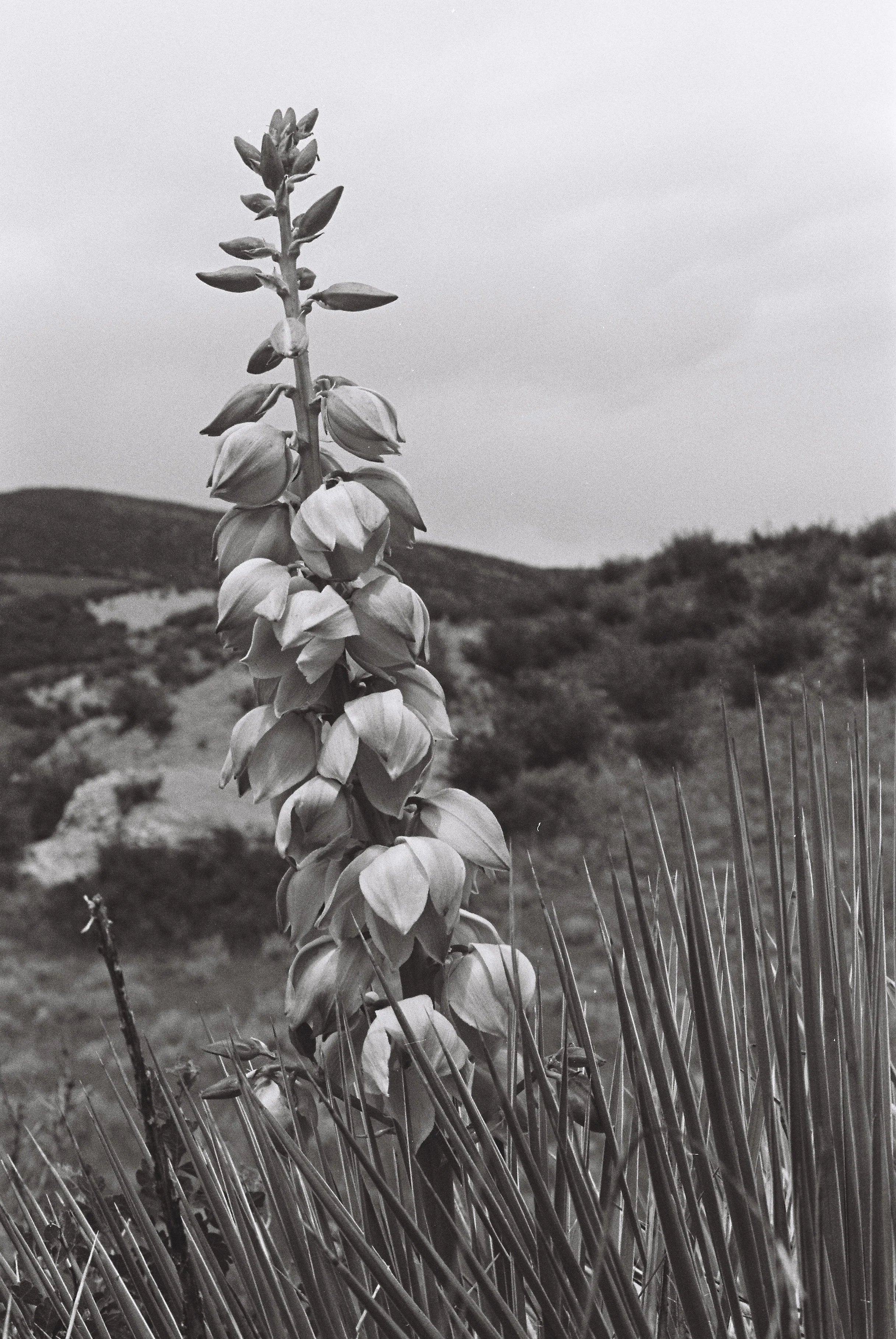 A black and white photo of a tall plant with drooping flower clusters in a natural landscape with hills and shrubs.