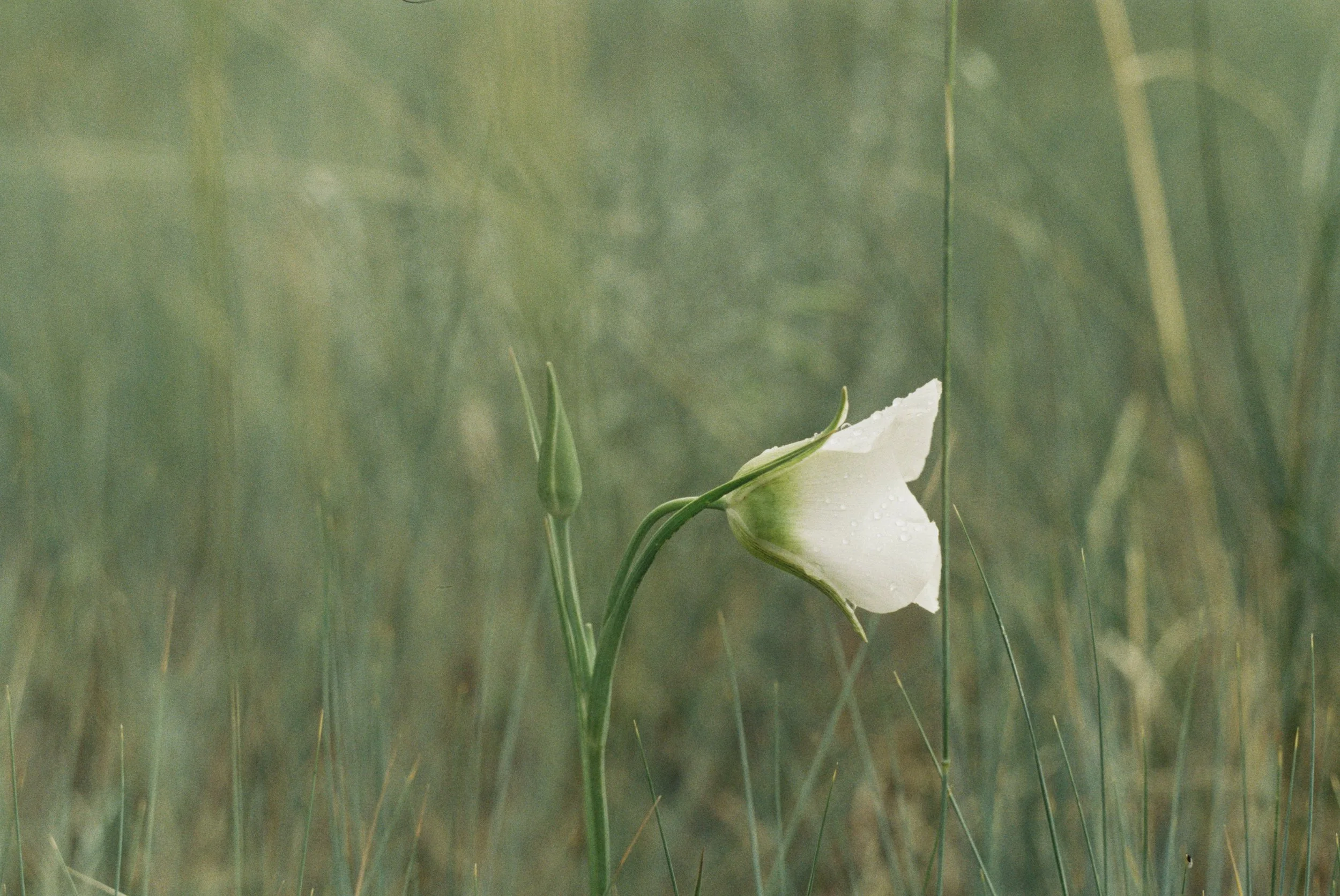 A white flower with water droplets on its petals growing in a grassy field.