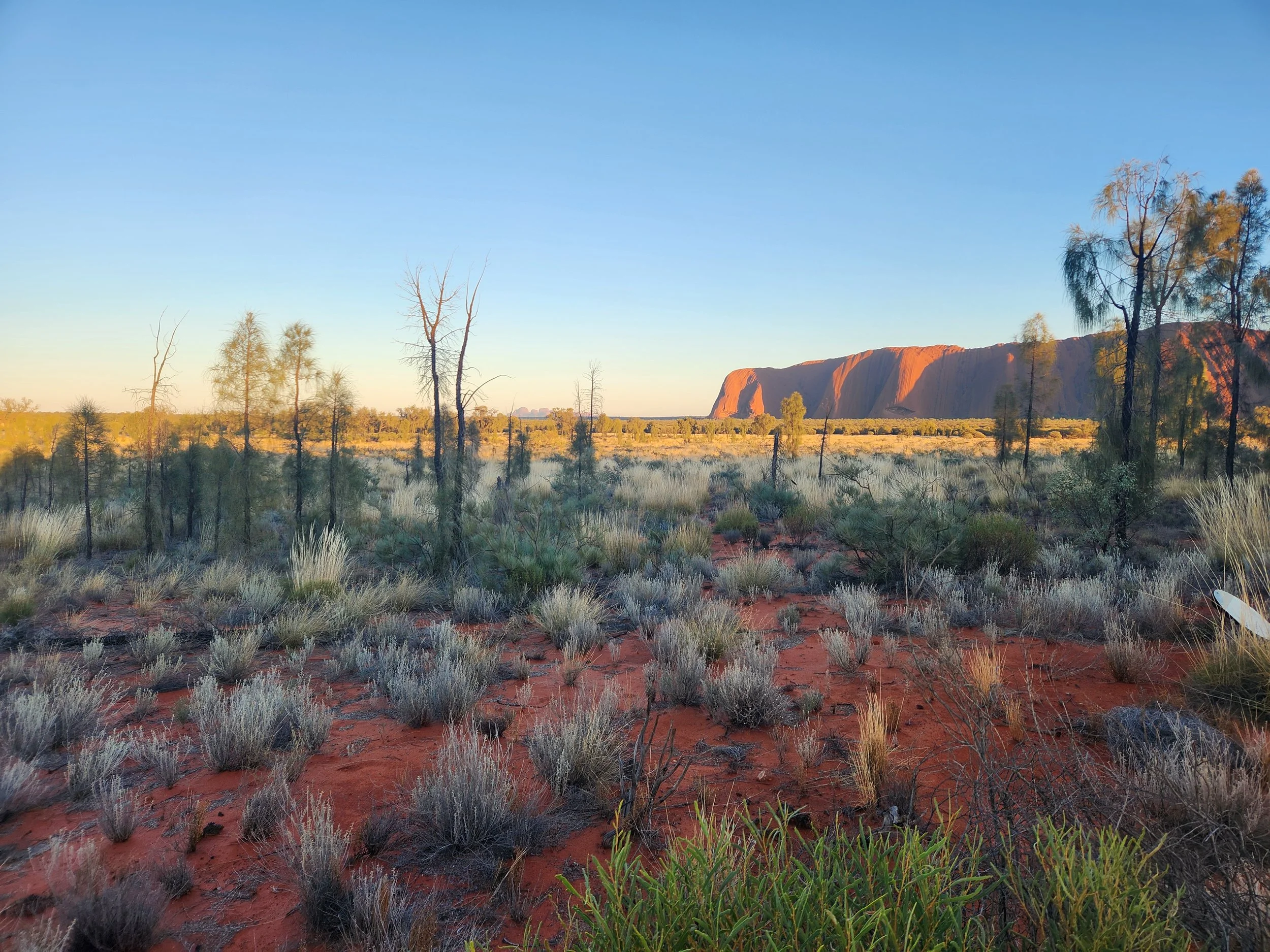 Australian bush landscape with Uluru at sunset, surrounded by sparse vegetation and a clear blue sky.