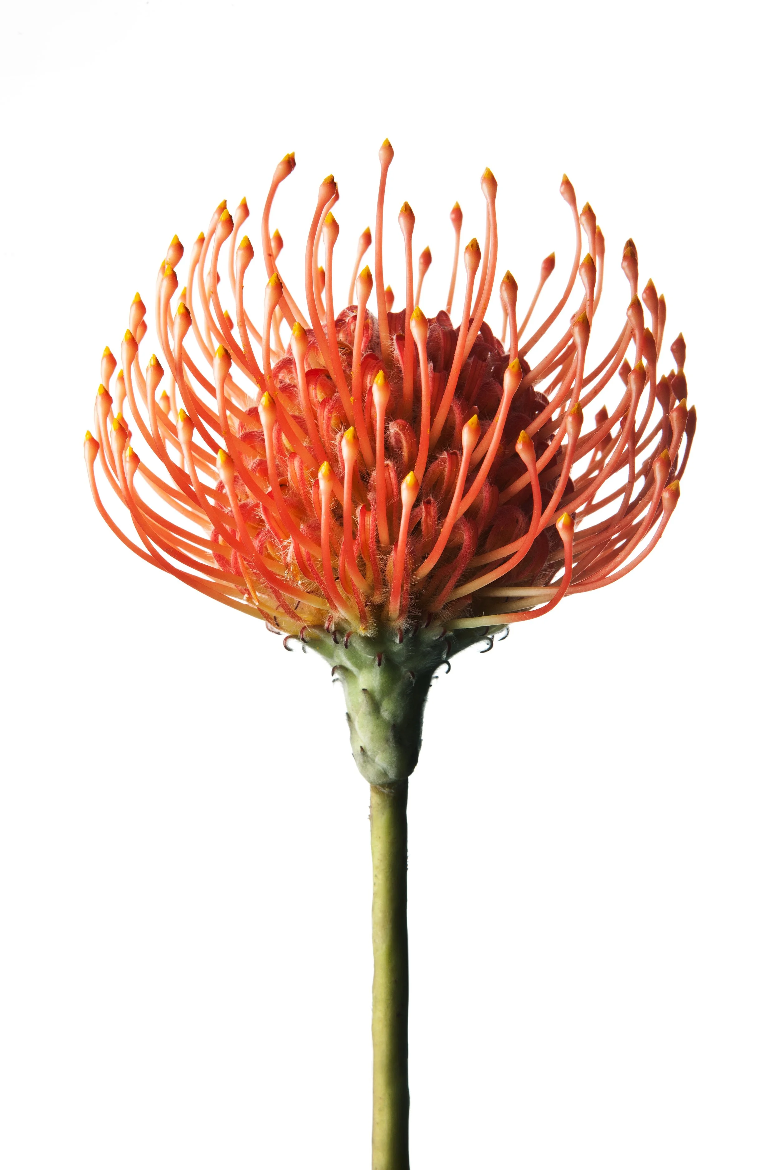 Flower 2.jpg