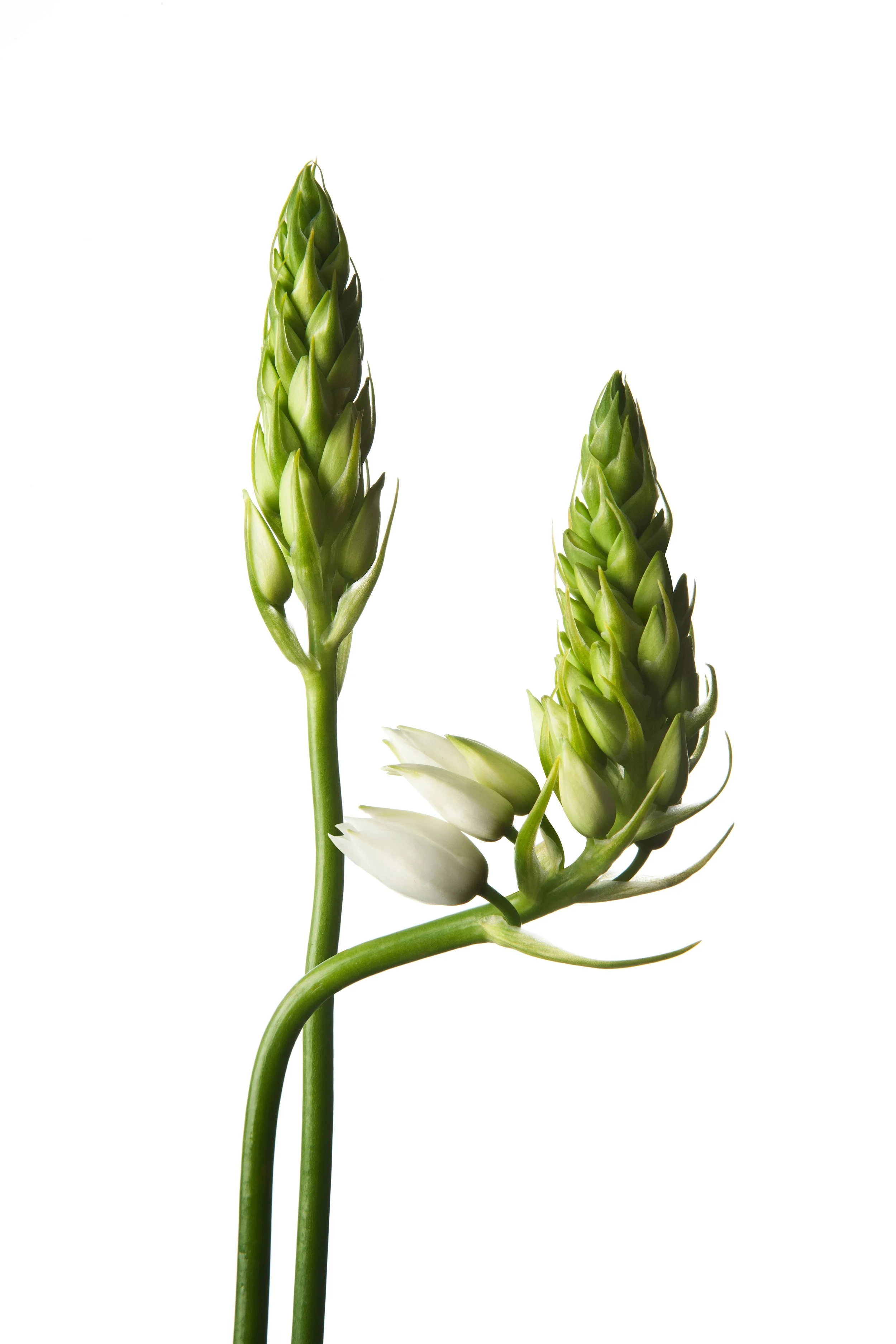 Flower 3.jpg