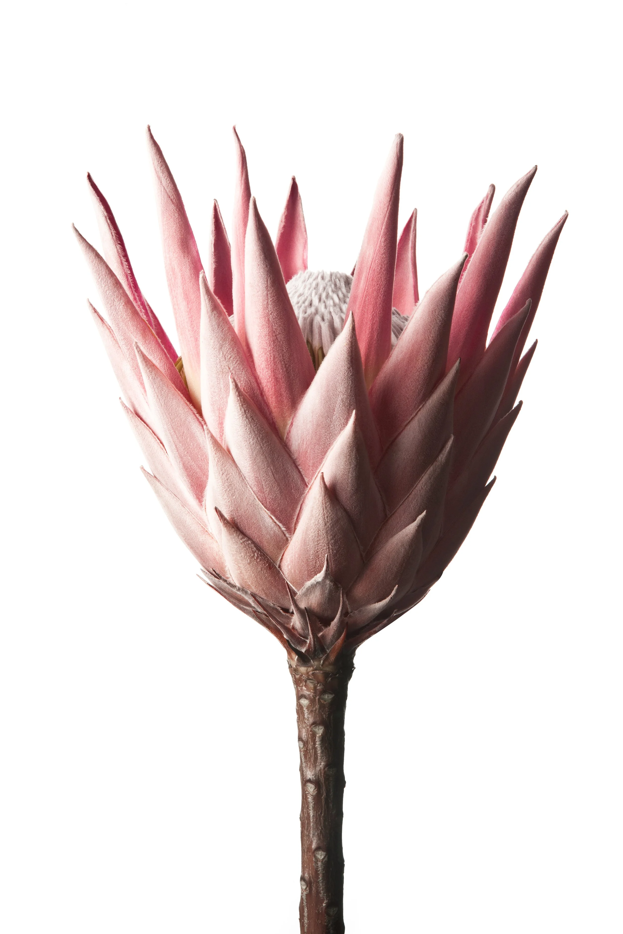 Flower 1.jpg
