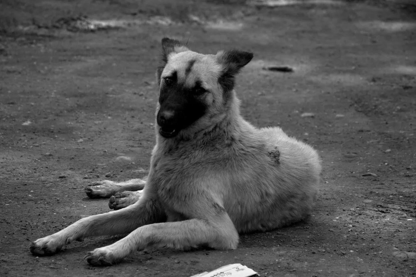 Melanie Alt, Hundetraining Wild and Wise, Ganzheitliches Hundetraining, Rund um Schongau Weilheim Landsberg Tierschutzhunde, positives Hundetraining, entspannter Hund, Straßenhund, Mensch-Hund Beziehung, Hundeschule Melanie Alt