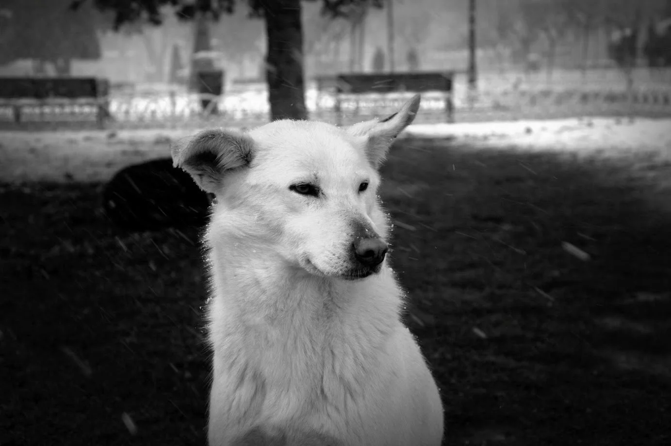 Melanie Alt, Hundetraining Wild and Wise, Ganzheitliches Hundetraining, Rund um Schongau Weilheim Landsberg Welpen Tierschutzhunde Pariahund, positives Hundetraining, entspannter Hund, Straßenhund, Stadttraining, Leinenführigkeit, Stressfrei Alltag
