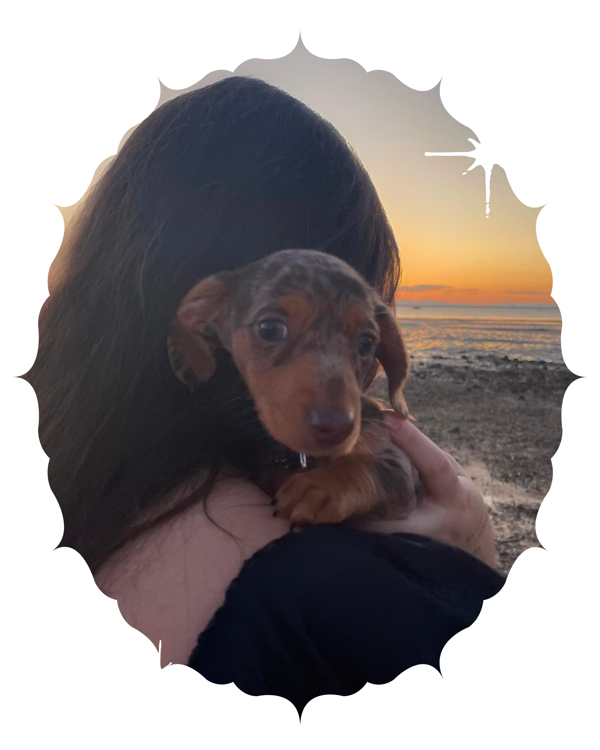 Person holding a small brown dog with black markings on a beach at sunset.