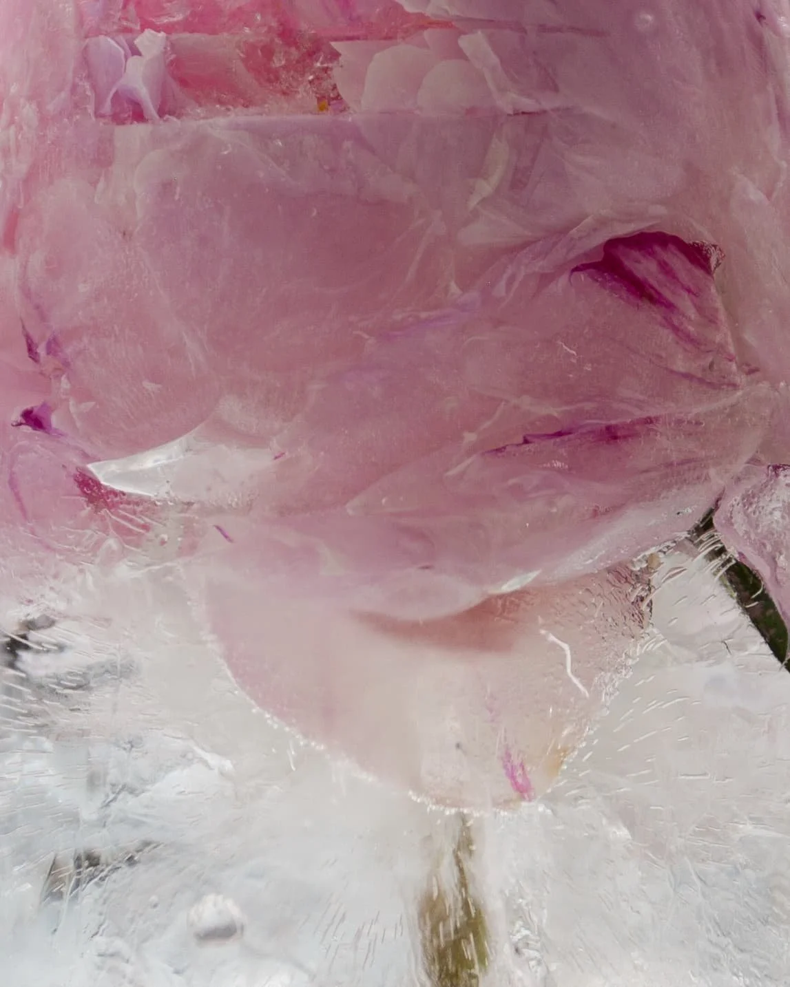 Still life photograph of a pink flower preserved in ice, exploring texture, fragility and the passage of time by Yaroslav Prytula, still life photographer working across Manchester and London.