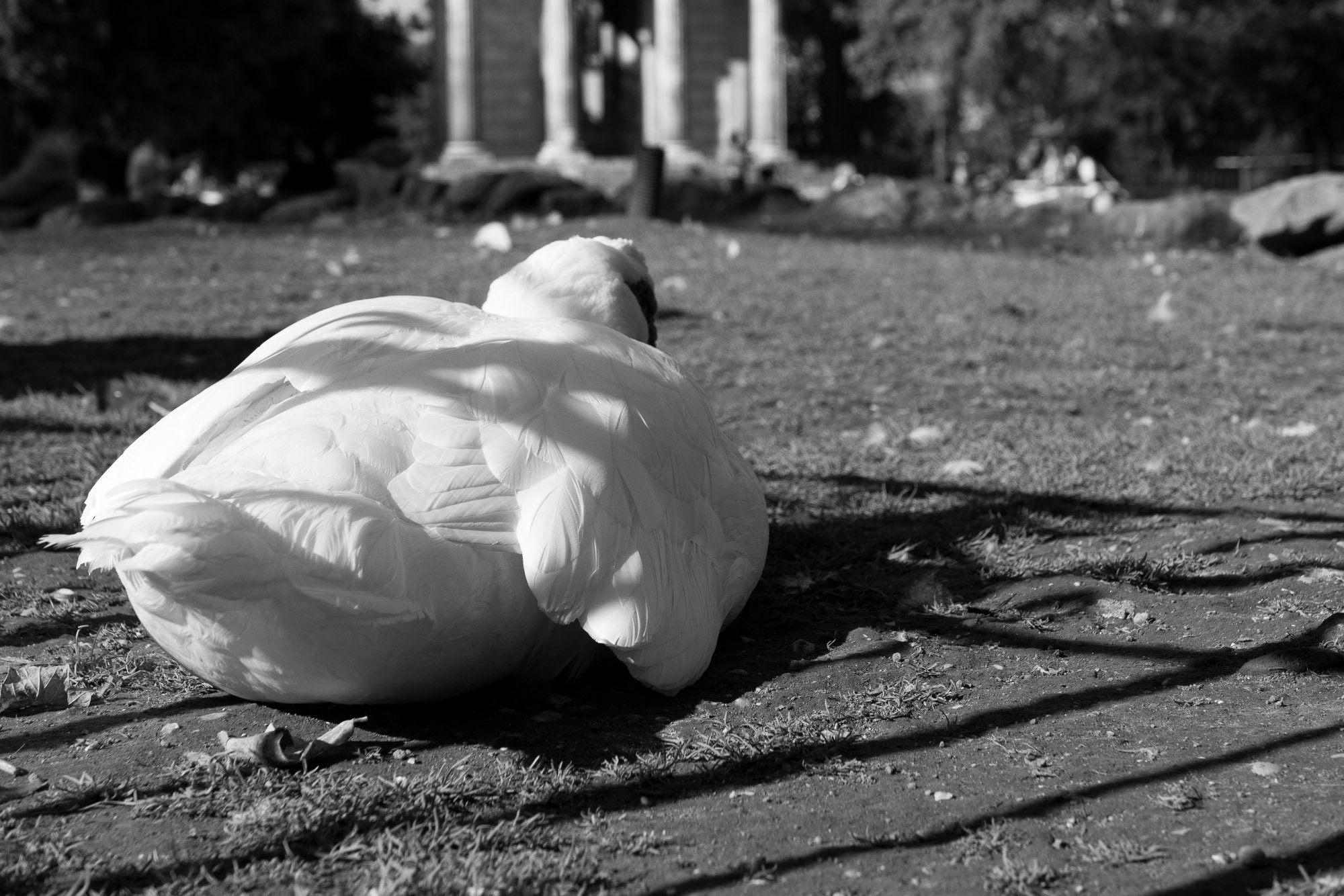 A swan rests on the ground in a park, surrounded by grass and fallen leaves, with a columned structure in the background.