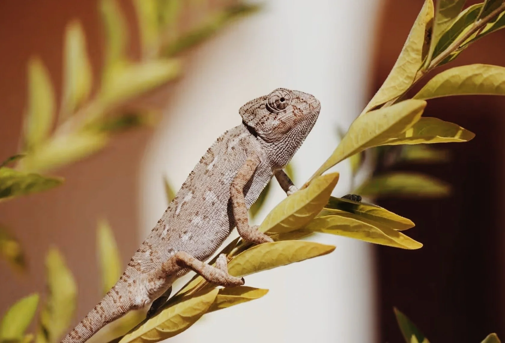 Camelian garden at Quinta do Rei in Olhão, Algarve