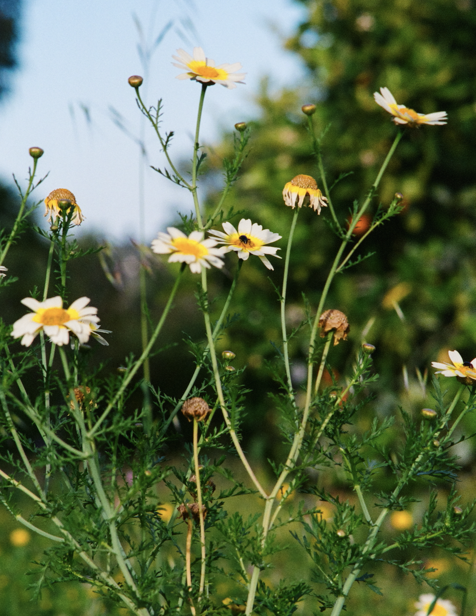 Flowers in the garden at Quinta do Rei in Olhão, Algarve