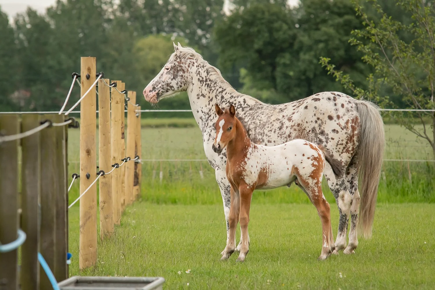 62621 - BULLYLAND - Cavalli/Knabstrup (E) – Full Toys
