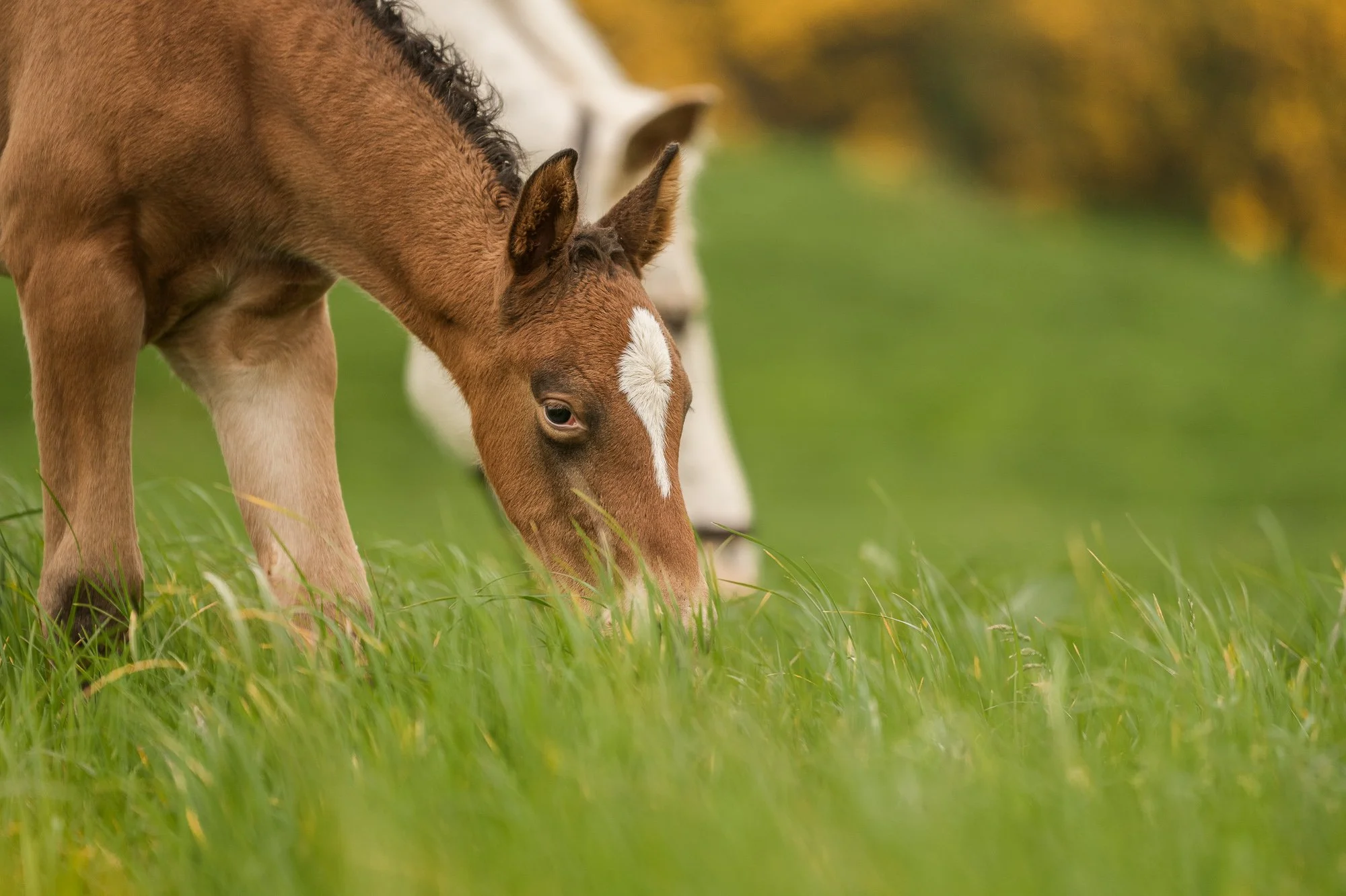 6 days old