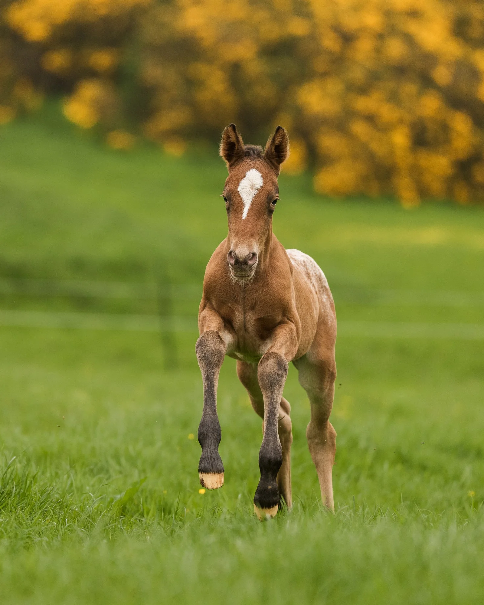 6 days old
