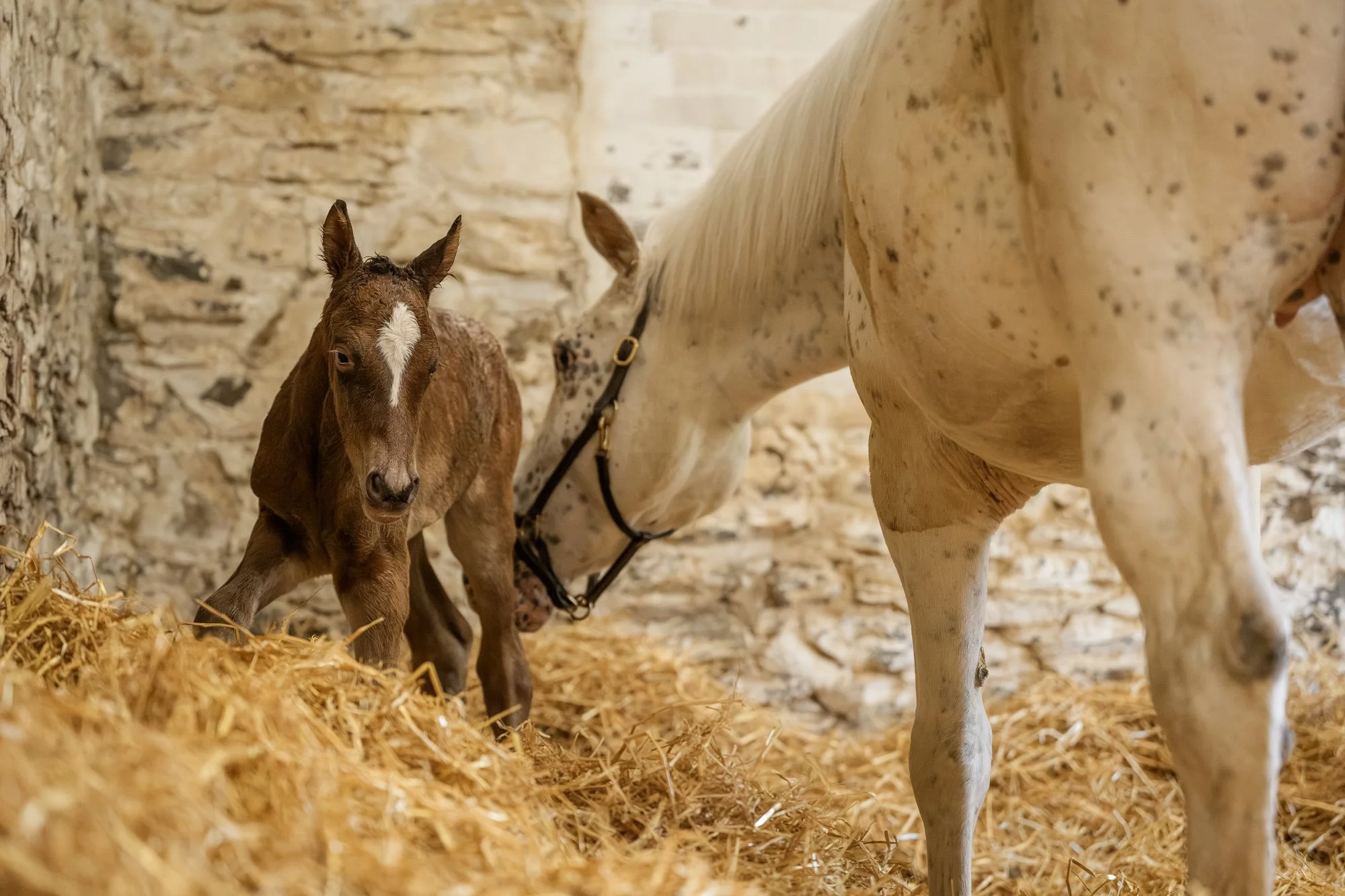 1 hour old