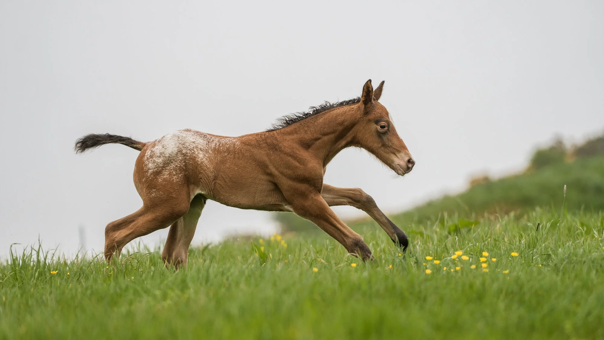 2 days old