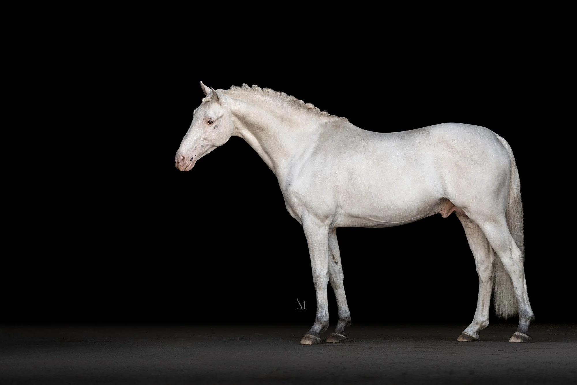 Norgaards Jason KNN 307