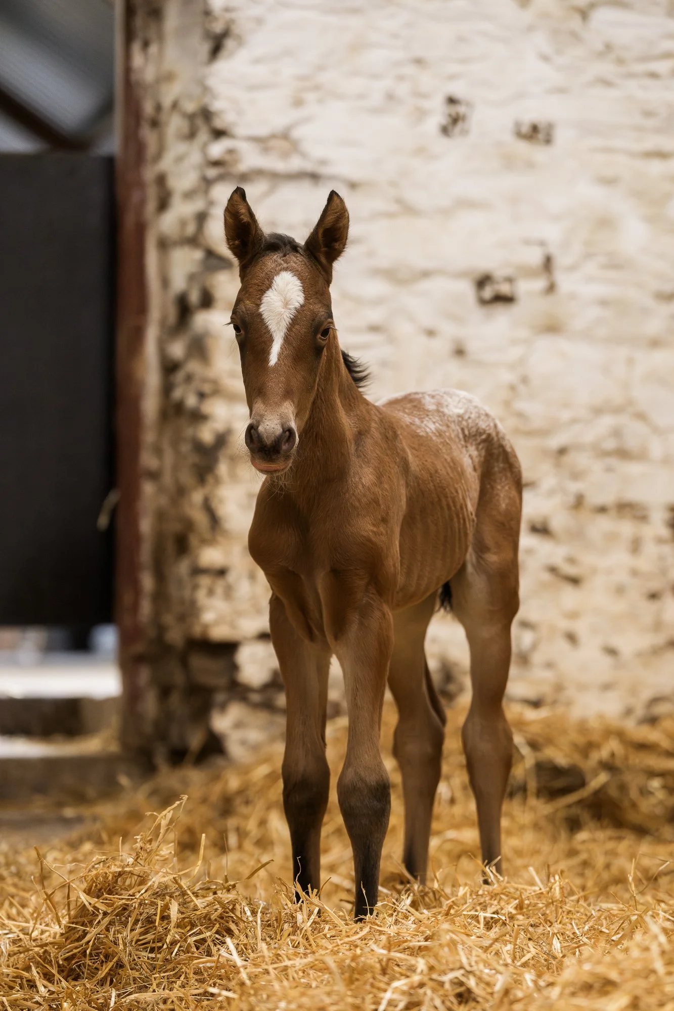 1 day old