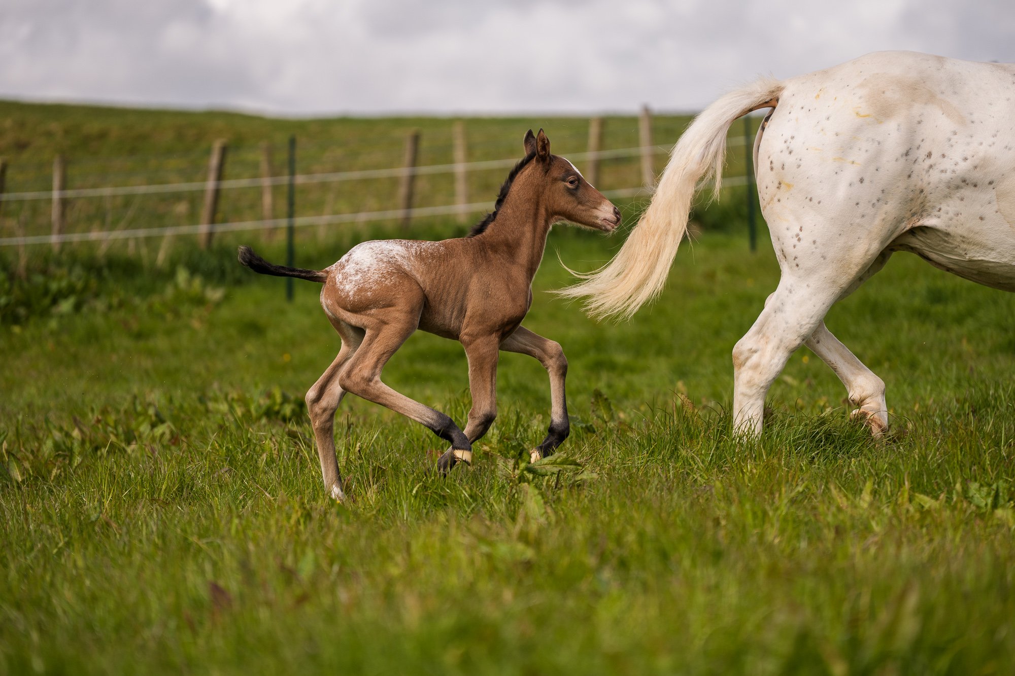 2 days old